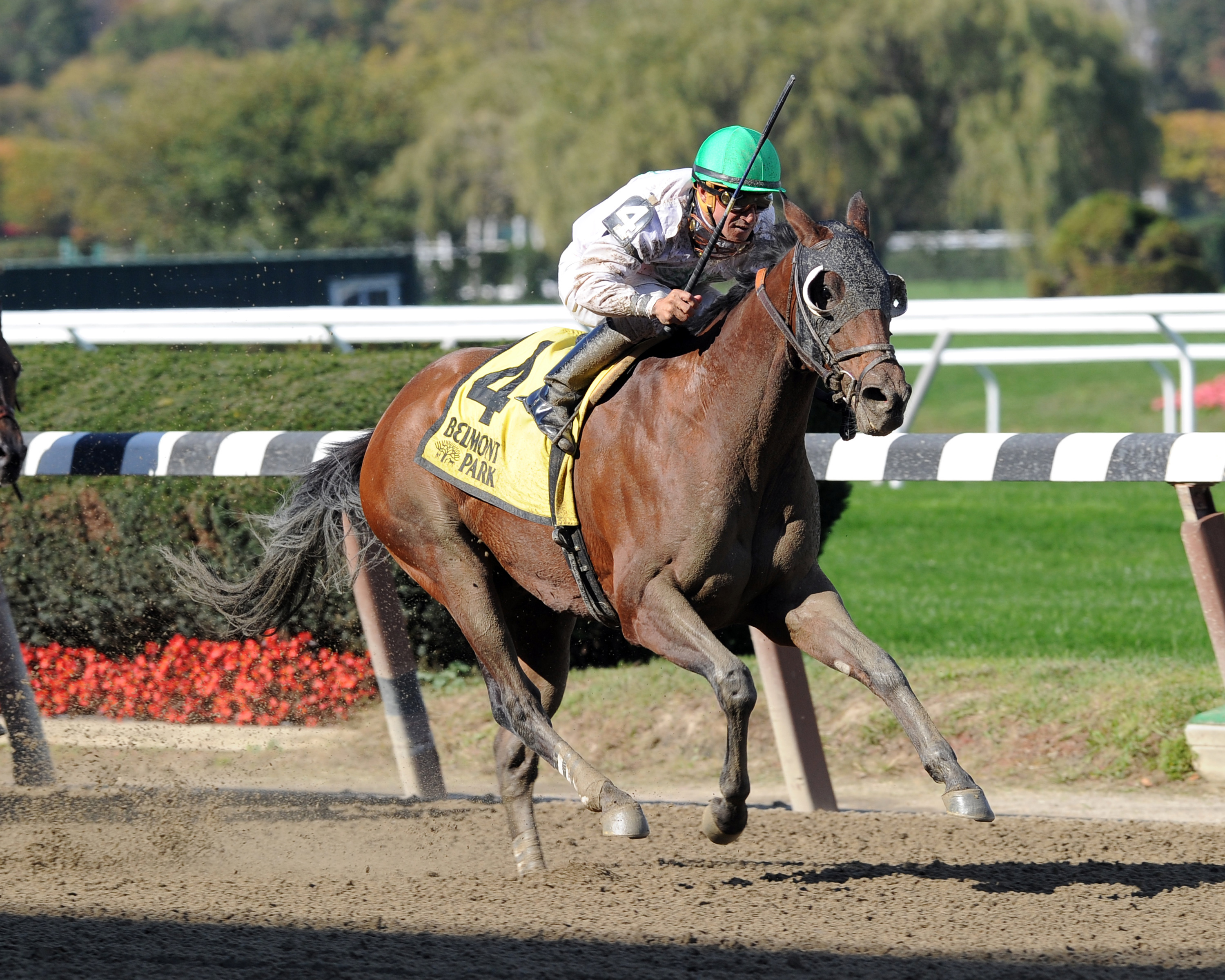 Salutos Amigos wins the Bold Ruler