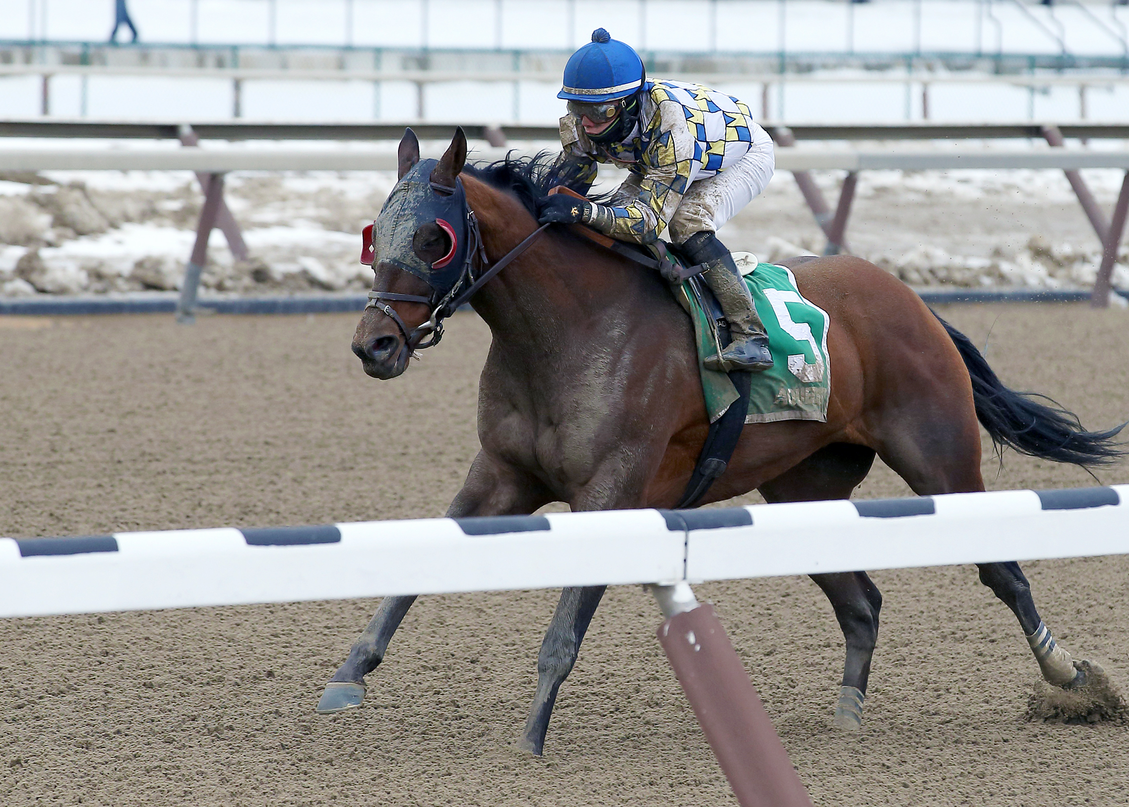 Salutos Amigos wins the Toboggan