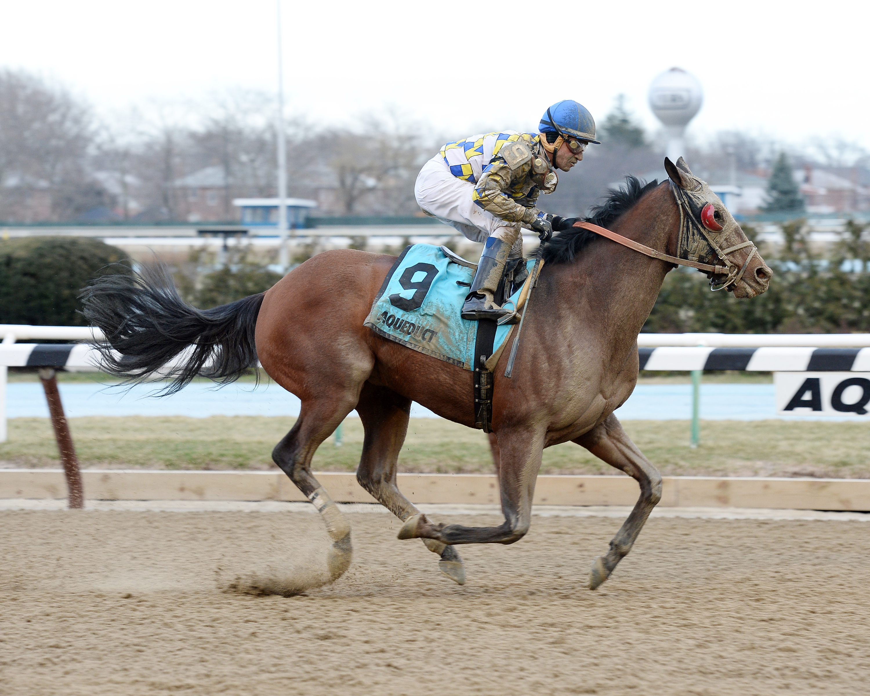 Salutos Amigos wins the Tom Fool Handicap