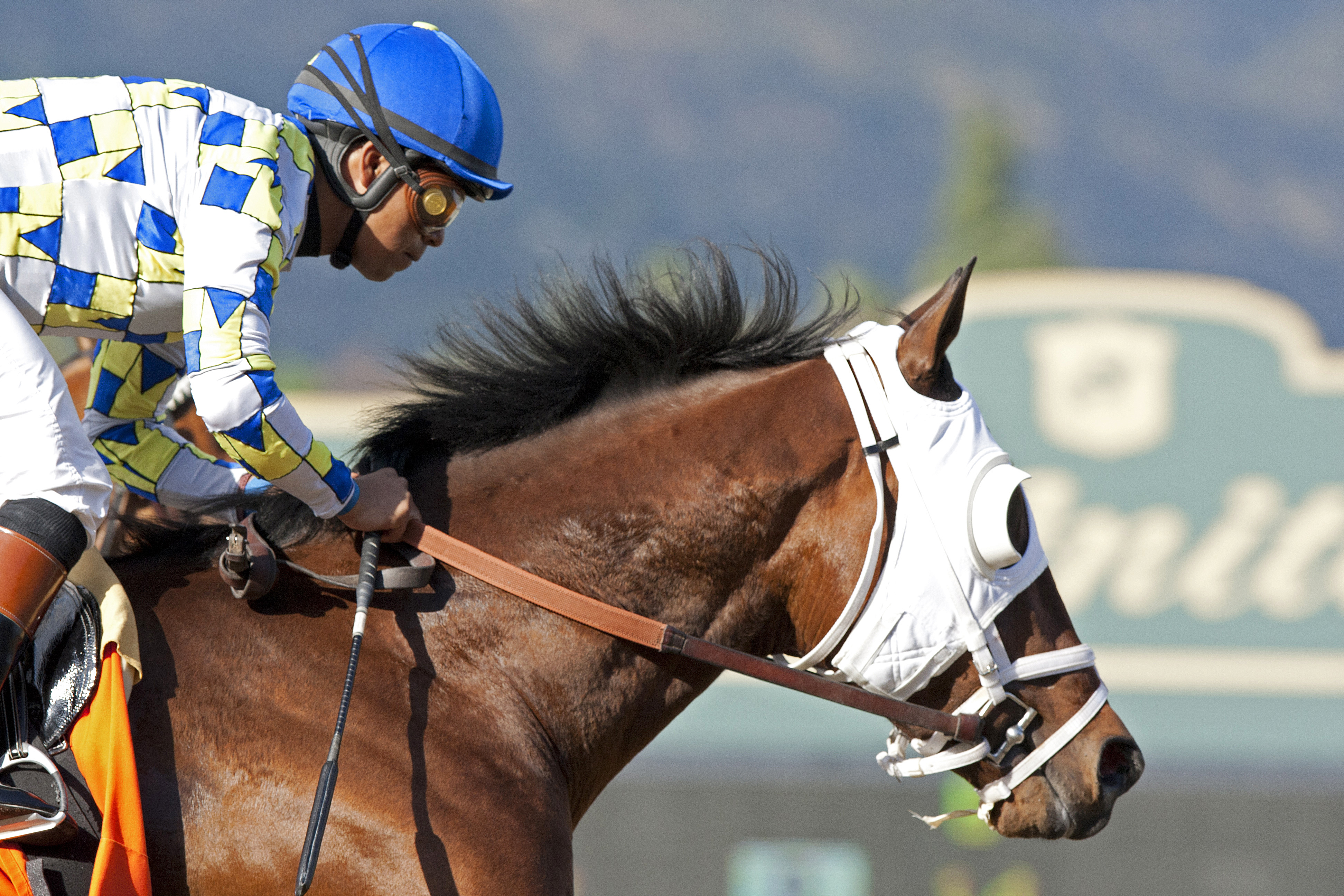 Salutos Amigos finishes fifth in the 2013 San Felipe