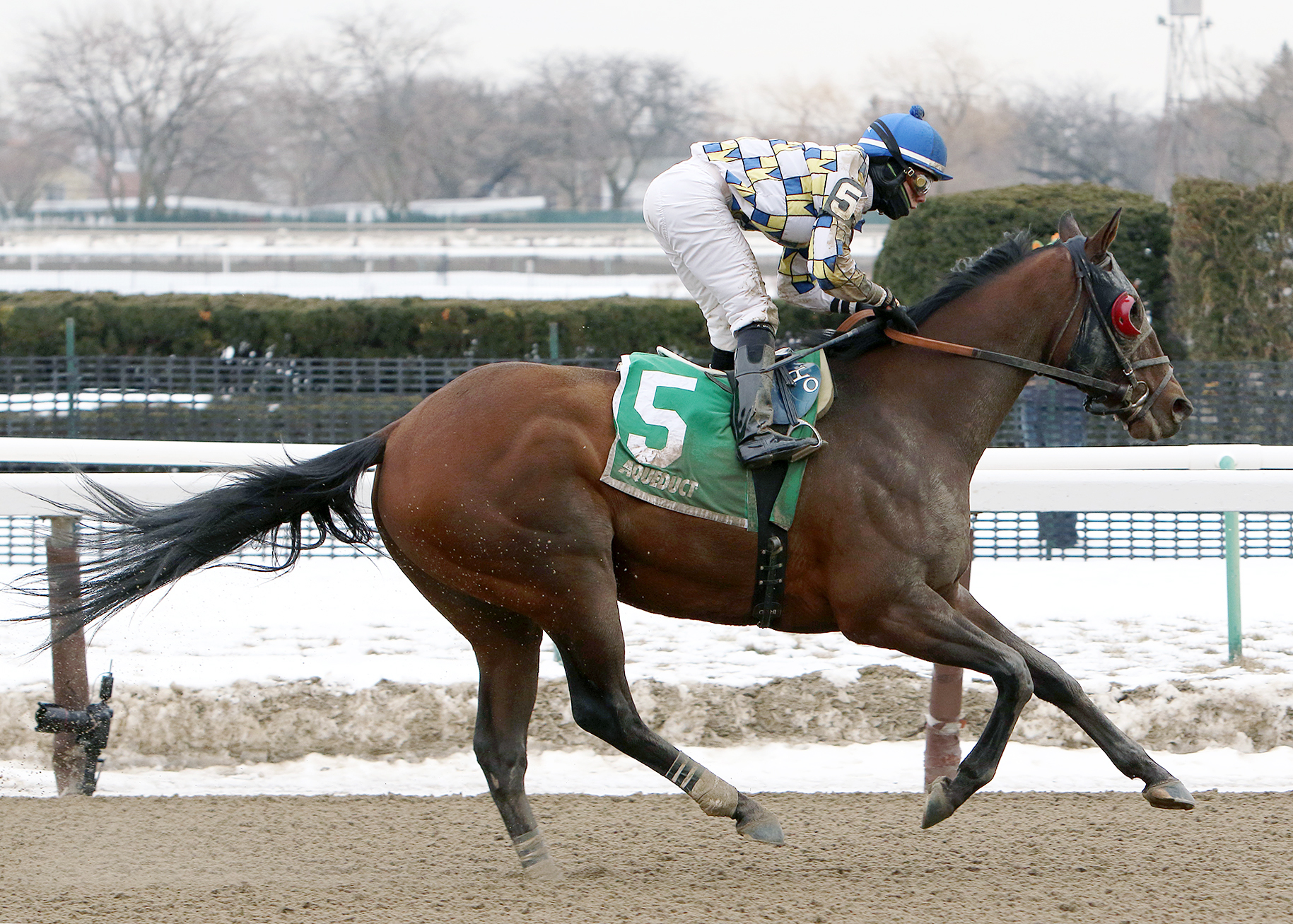 Salutos Amigos wins the Toboggan
