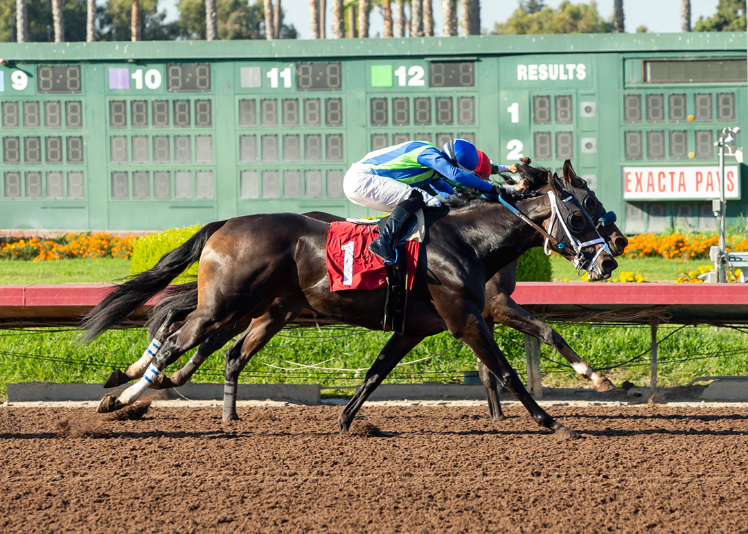 Samurai Charm (1) wins the 2021 Dark Mirage Stakes at Los Alamitos Race Course