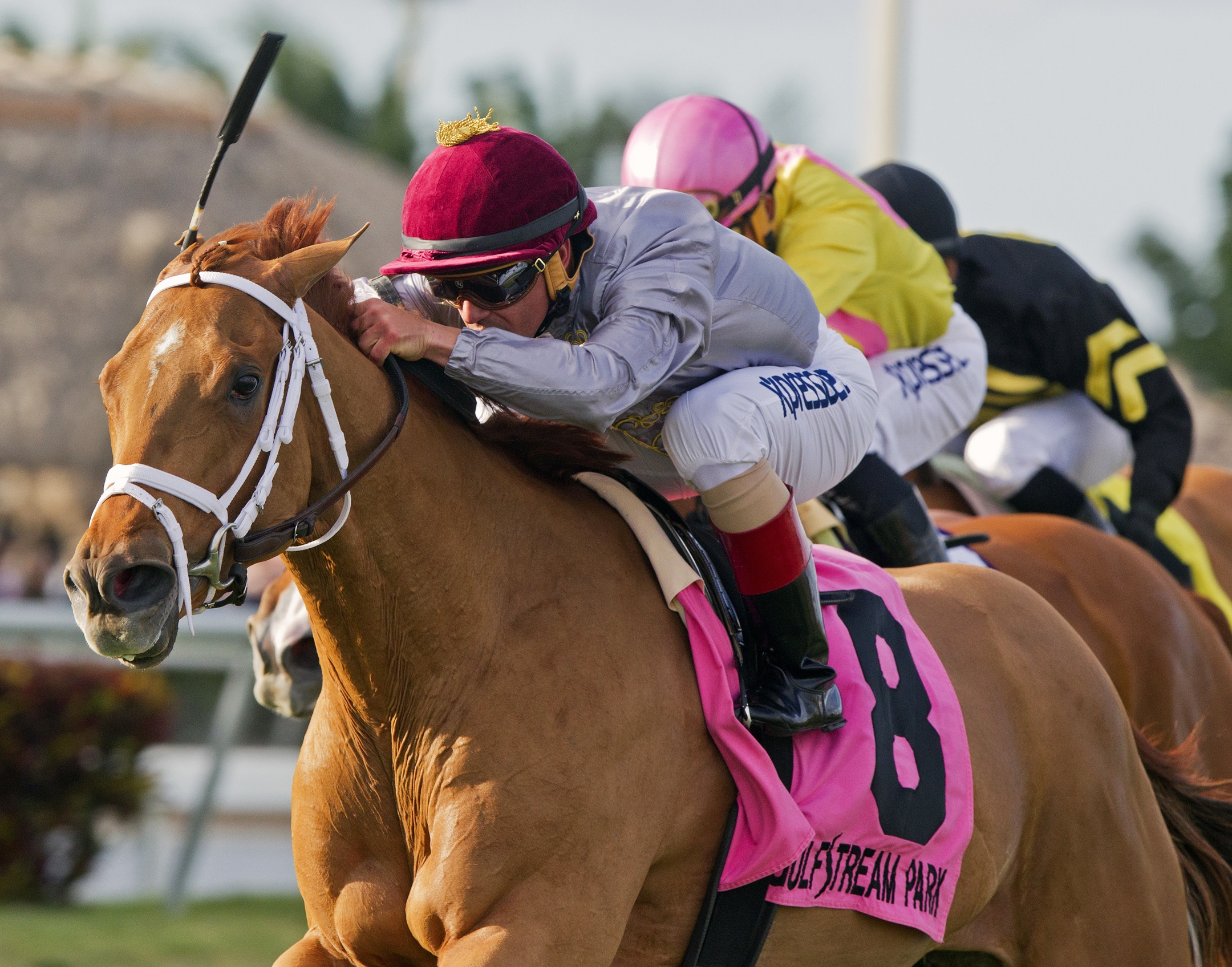 Gulfstream: Sandiva handles older in Suwanee River