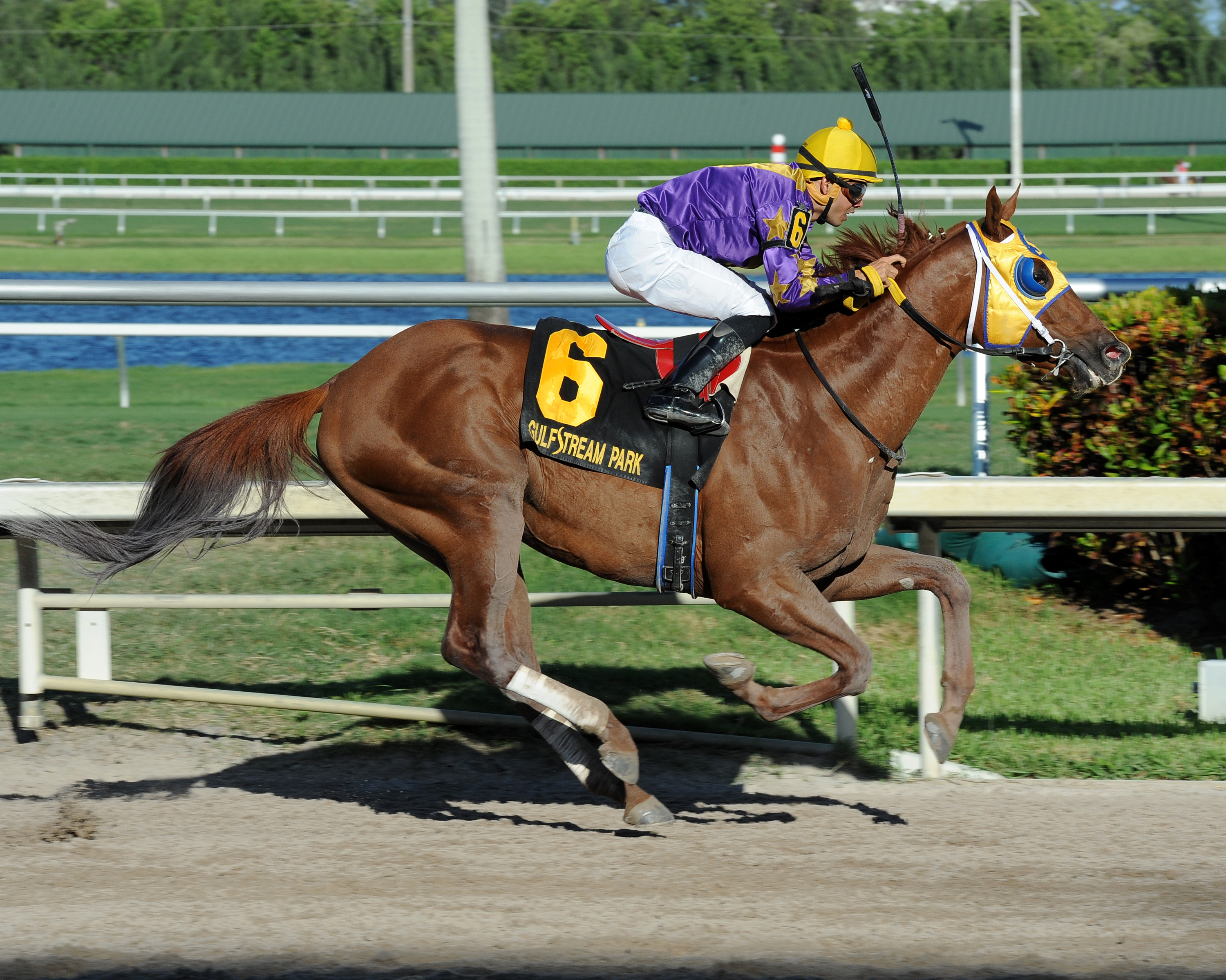 Saraguaro wins 2015 Foolish Pleasure