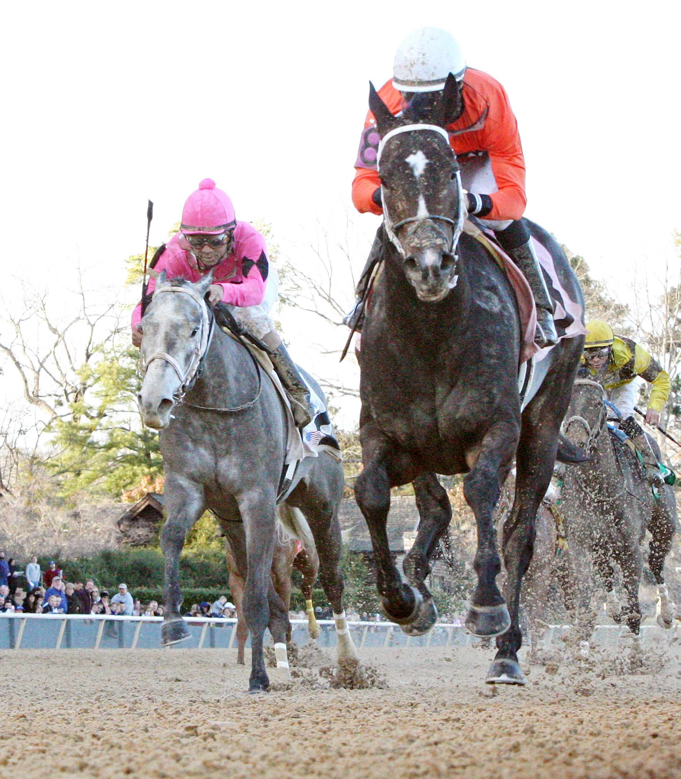 Oceanwave finishes second in the Honeybee