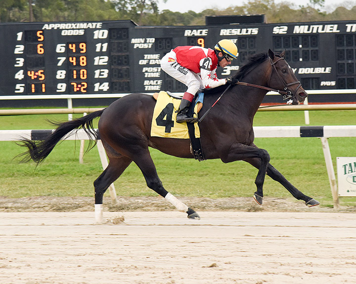 Sarasota County wins a February 2019 maiden race at Tampa Bay Downs