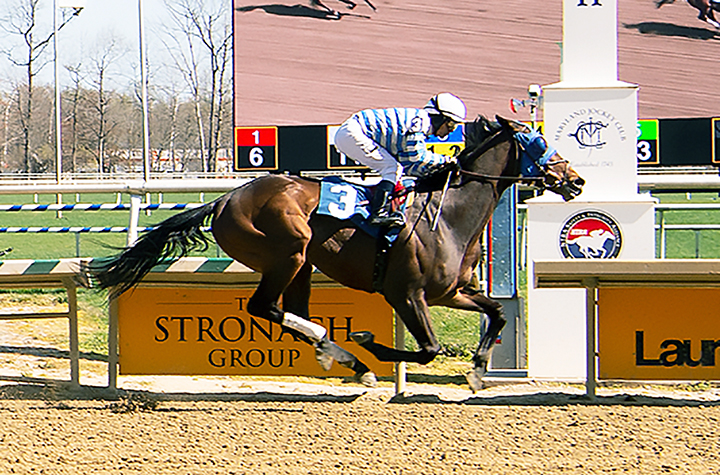 Saratoga Bob wins a June 10 allowance at Laurel Park