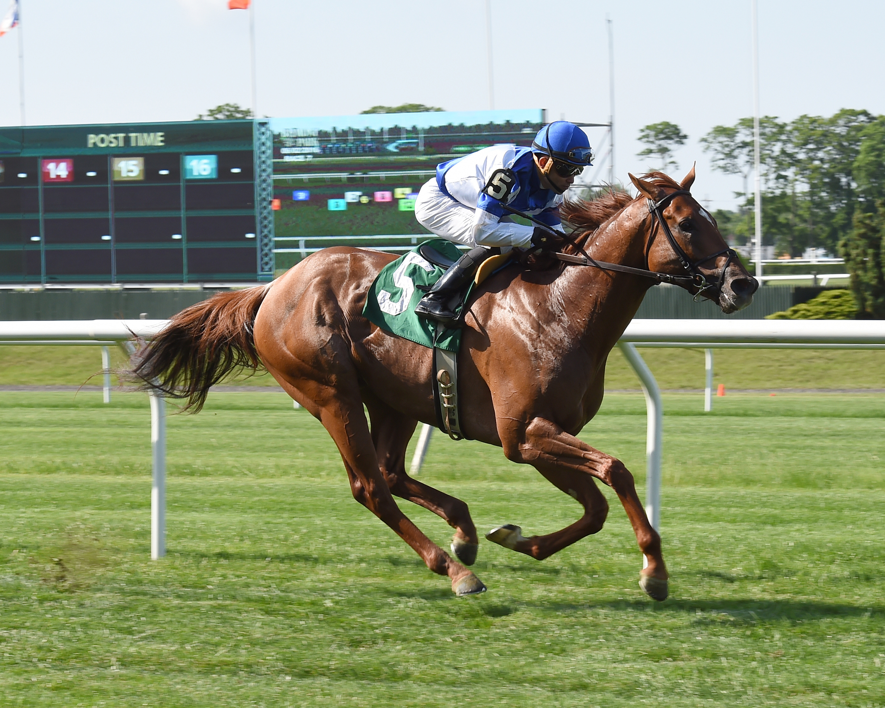 Saratoga Dreamer wins an allowance race at Belmont on June 2