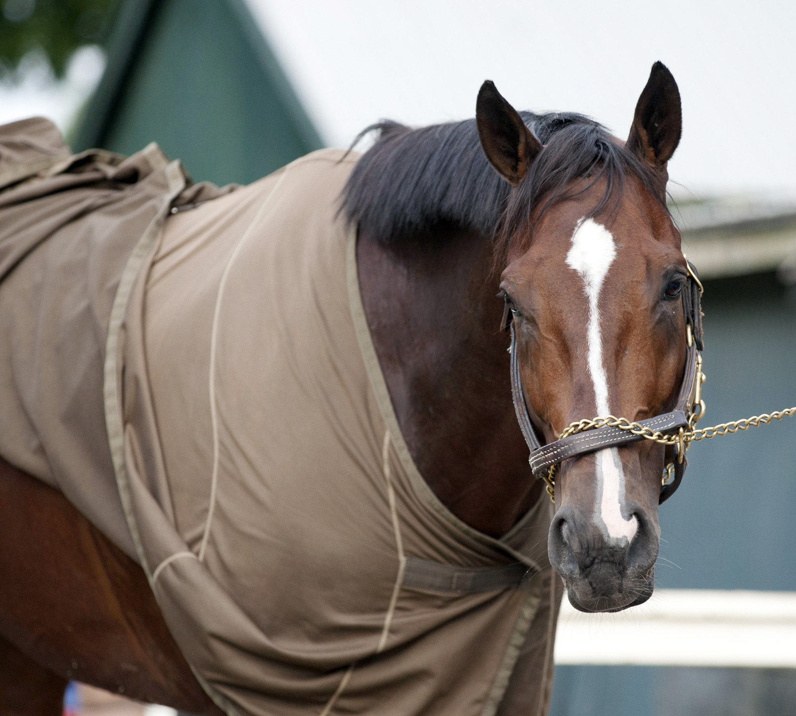 Saratoga Snacks