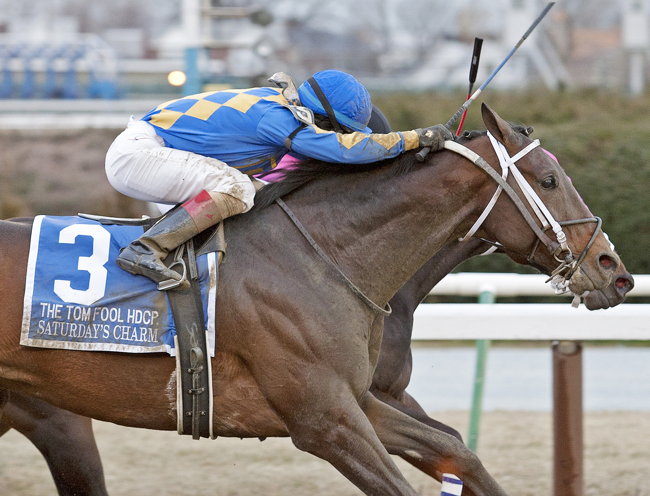 Saturday's Charm, Tom Fool Handicap