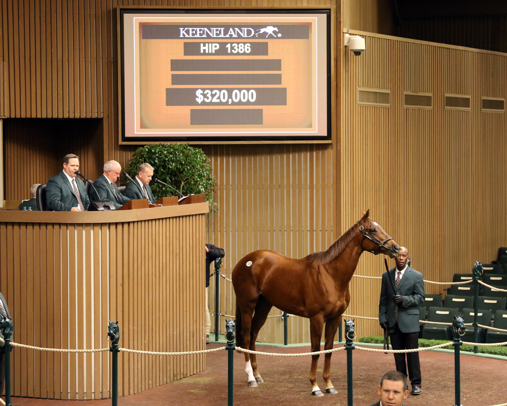 Saucy Dame sells at Keeneland November on 11.8.18