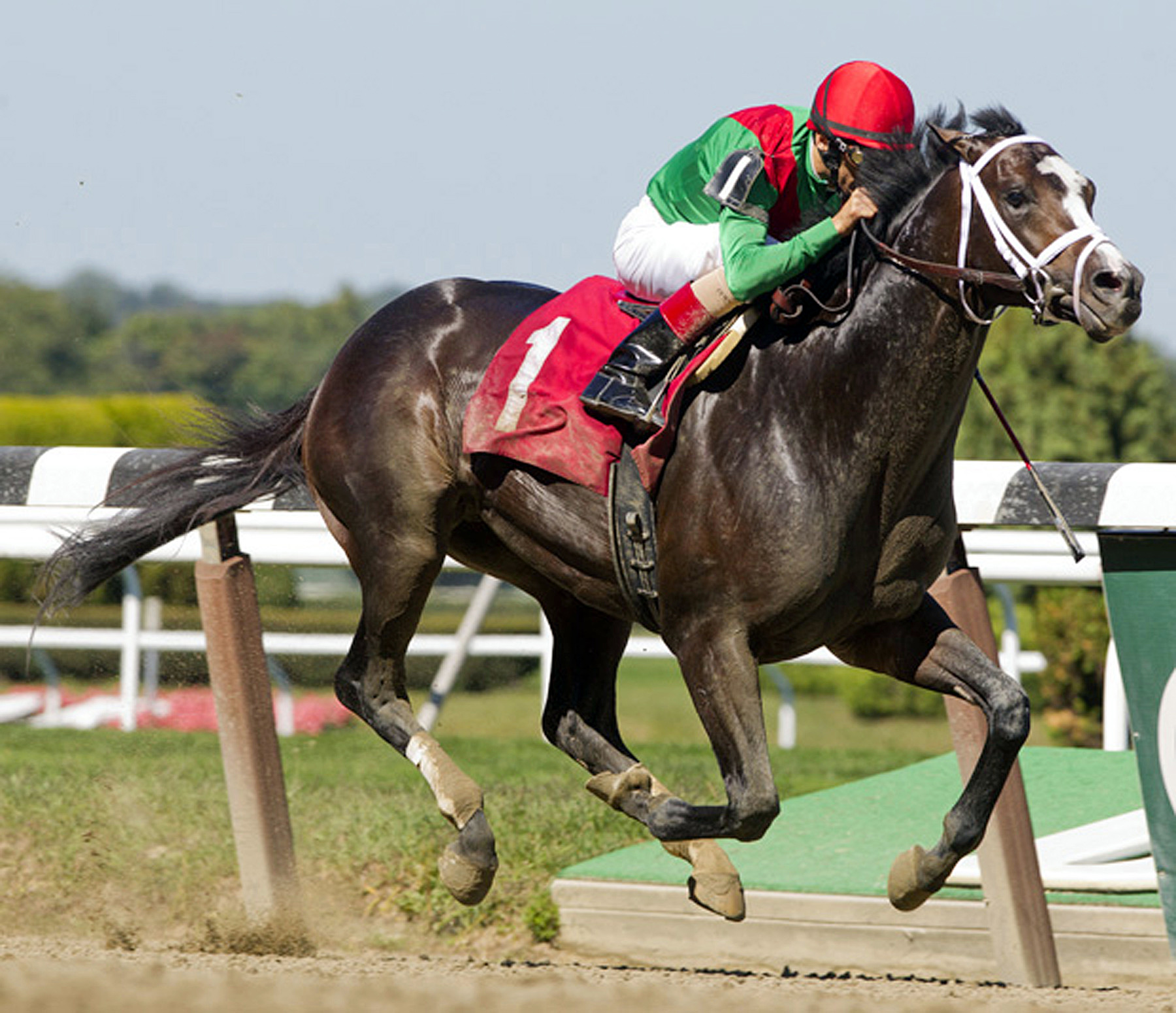Savoy Stomp wins a maiden race