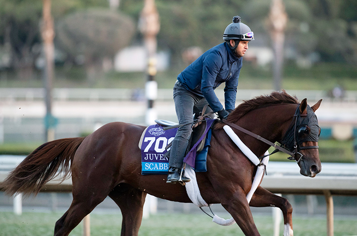 Scabbard trains at Santa Anita in October 2019