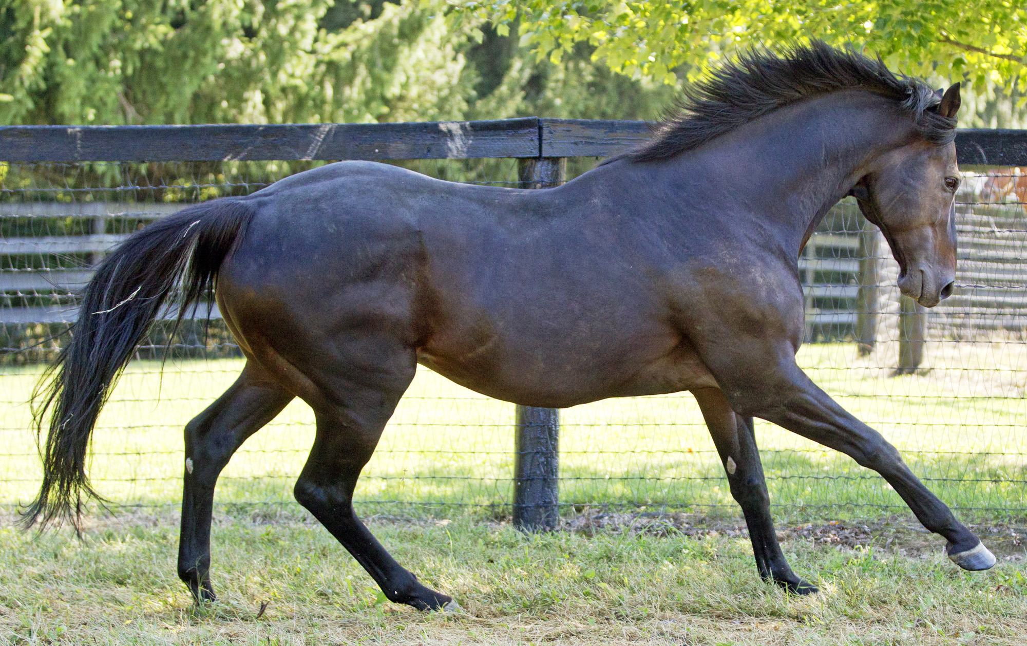 Scat Daddy at Ashford Stud in 2013