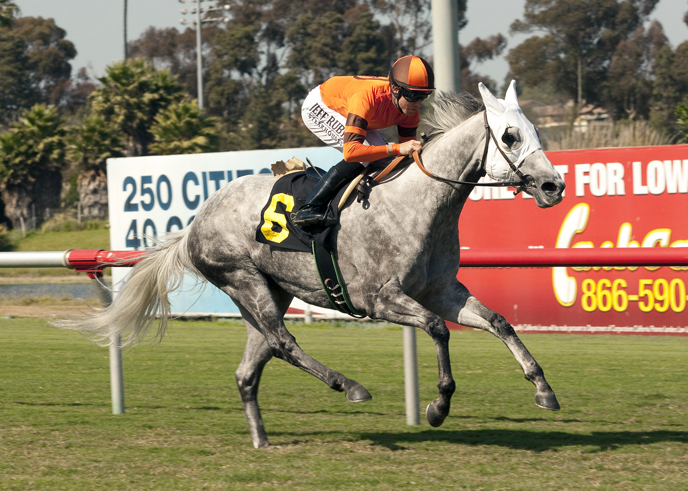 Schiaparelli, Great Lady M Stakes
