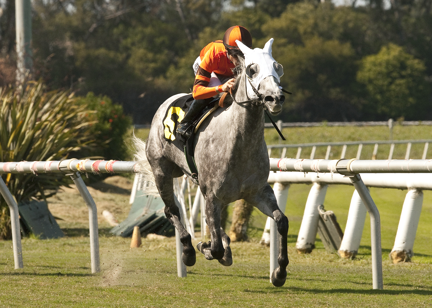 Schiaparelli, Great Lady M Stakes