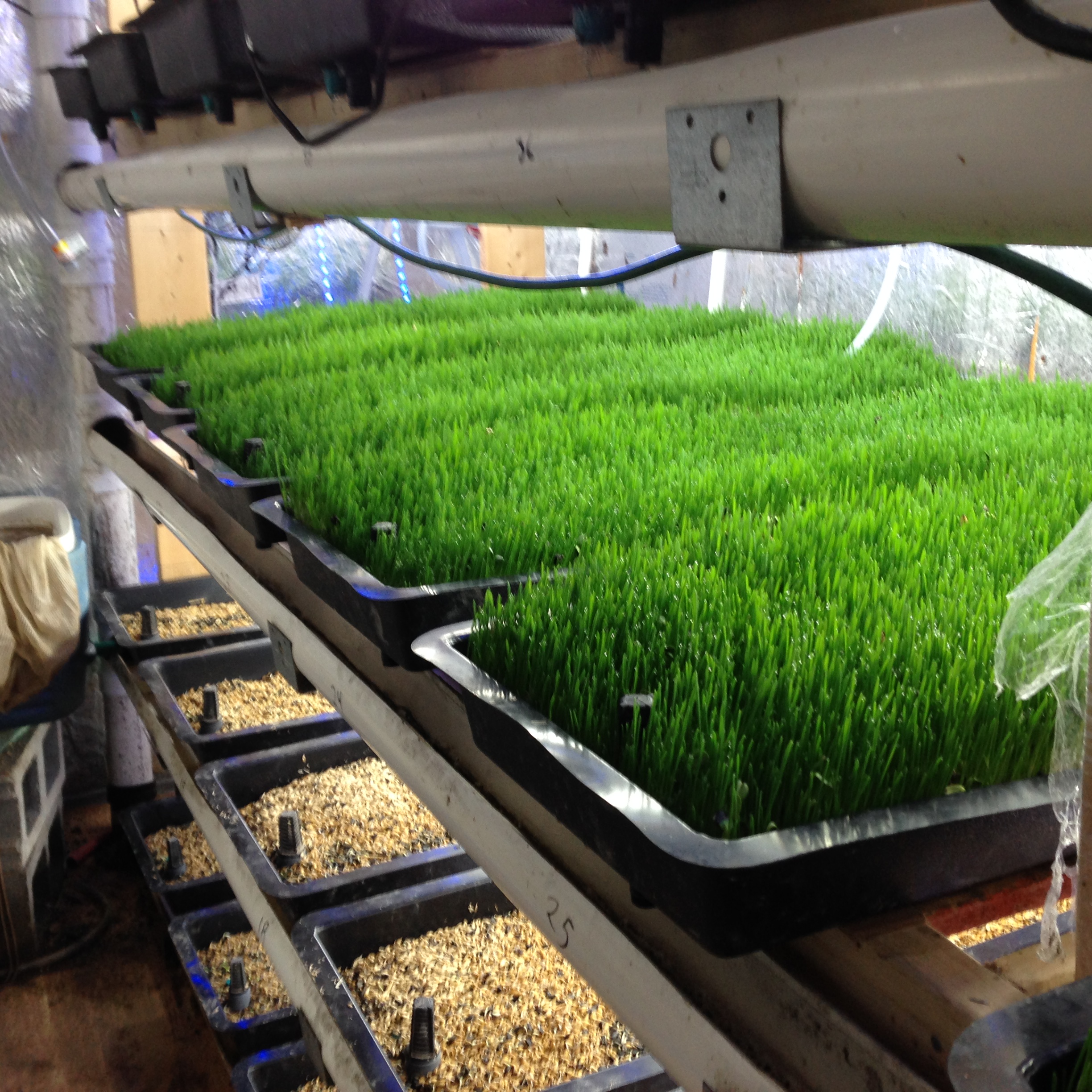 Trainer Phil Schoenthal's hydroponic growing shed at Laurel Park