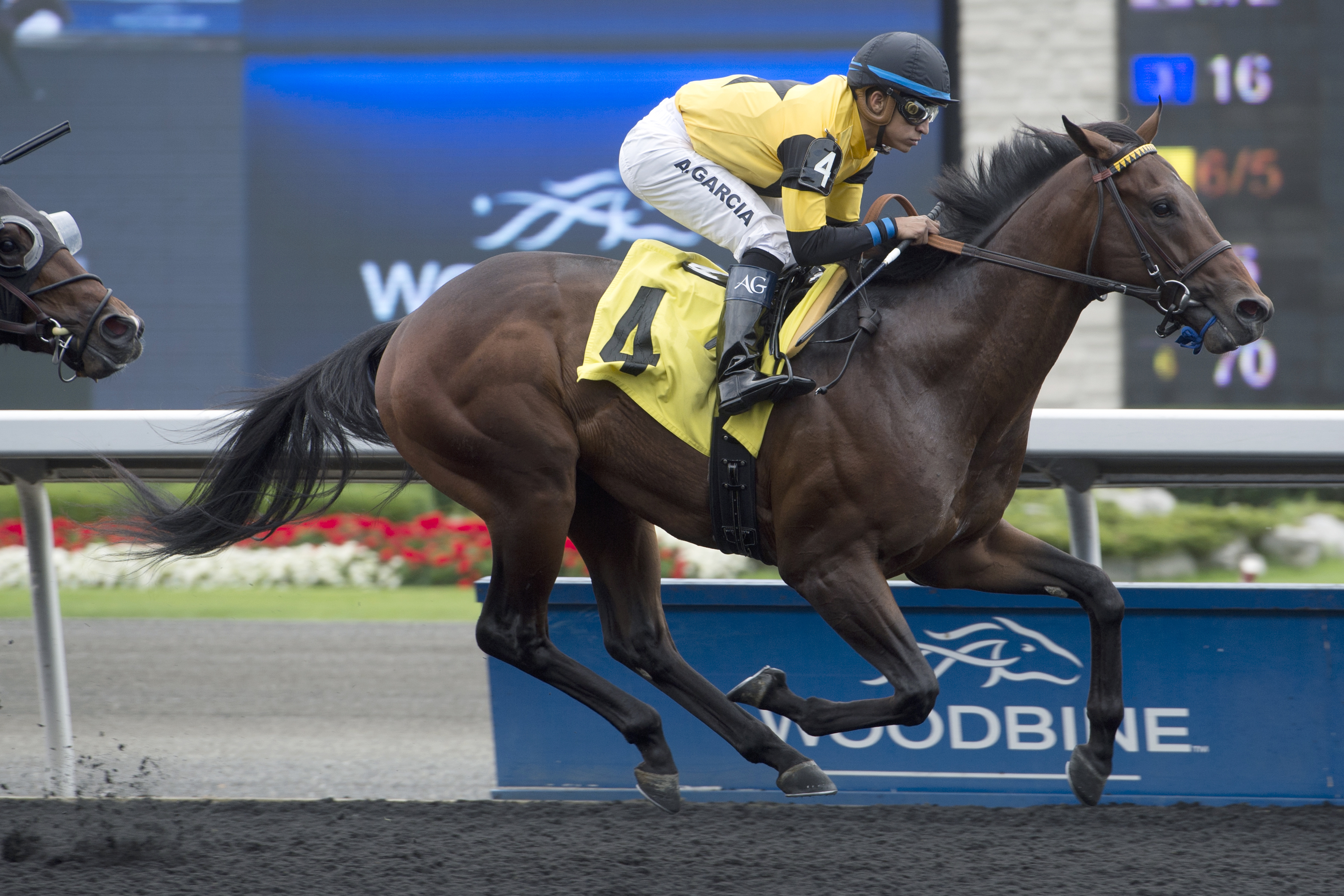 Scholar Athlete wins a maiden race at Woodbine on Sept. 11