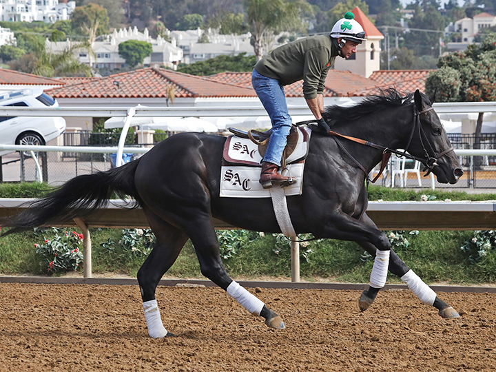 Schrodinger trains at Del Mar on Aug. 17