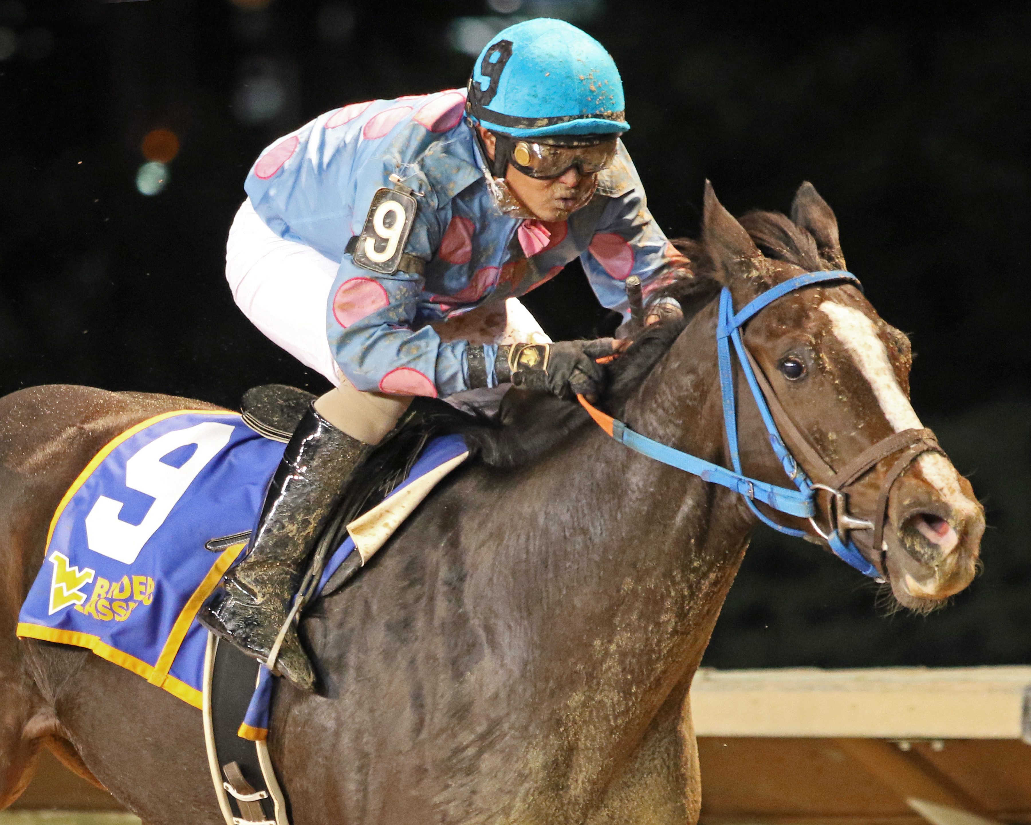 Scottish Denis wins the Triple Crown Nutrition Stakes