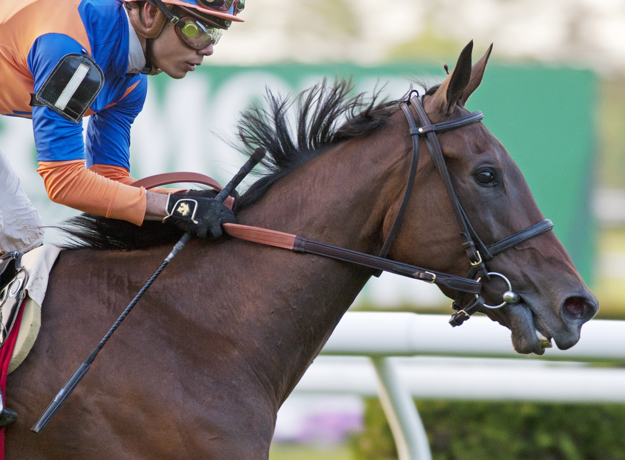 Sea Calisi wins the Sheepshead Bay
