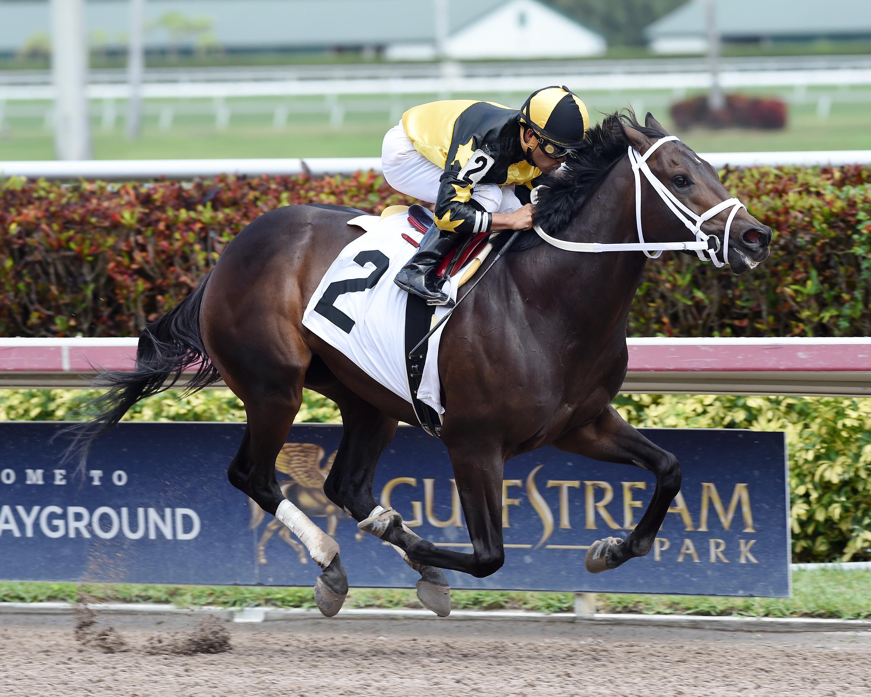 Sea Wizard wins a maiden race