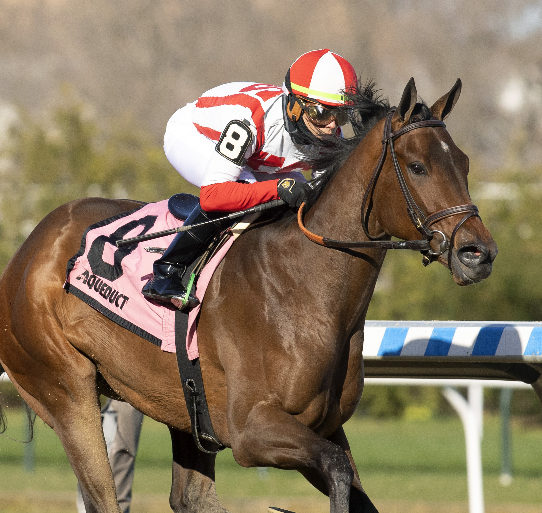 Search Results wins the Gazelle 4-3-2021
