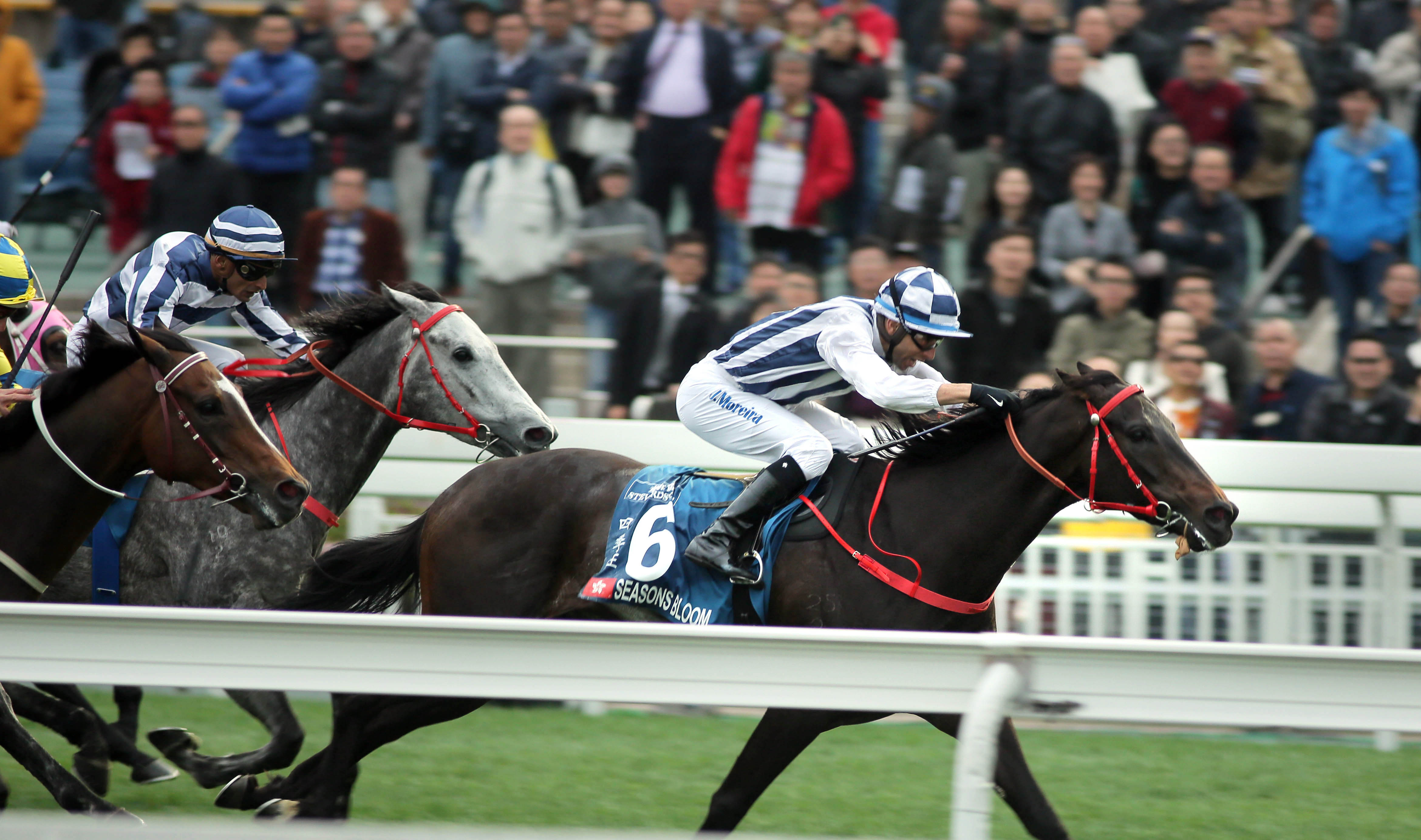 Season-s Bloom wins the Chairman-s Cup