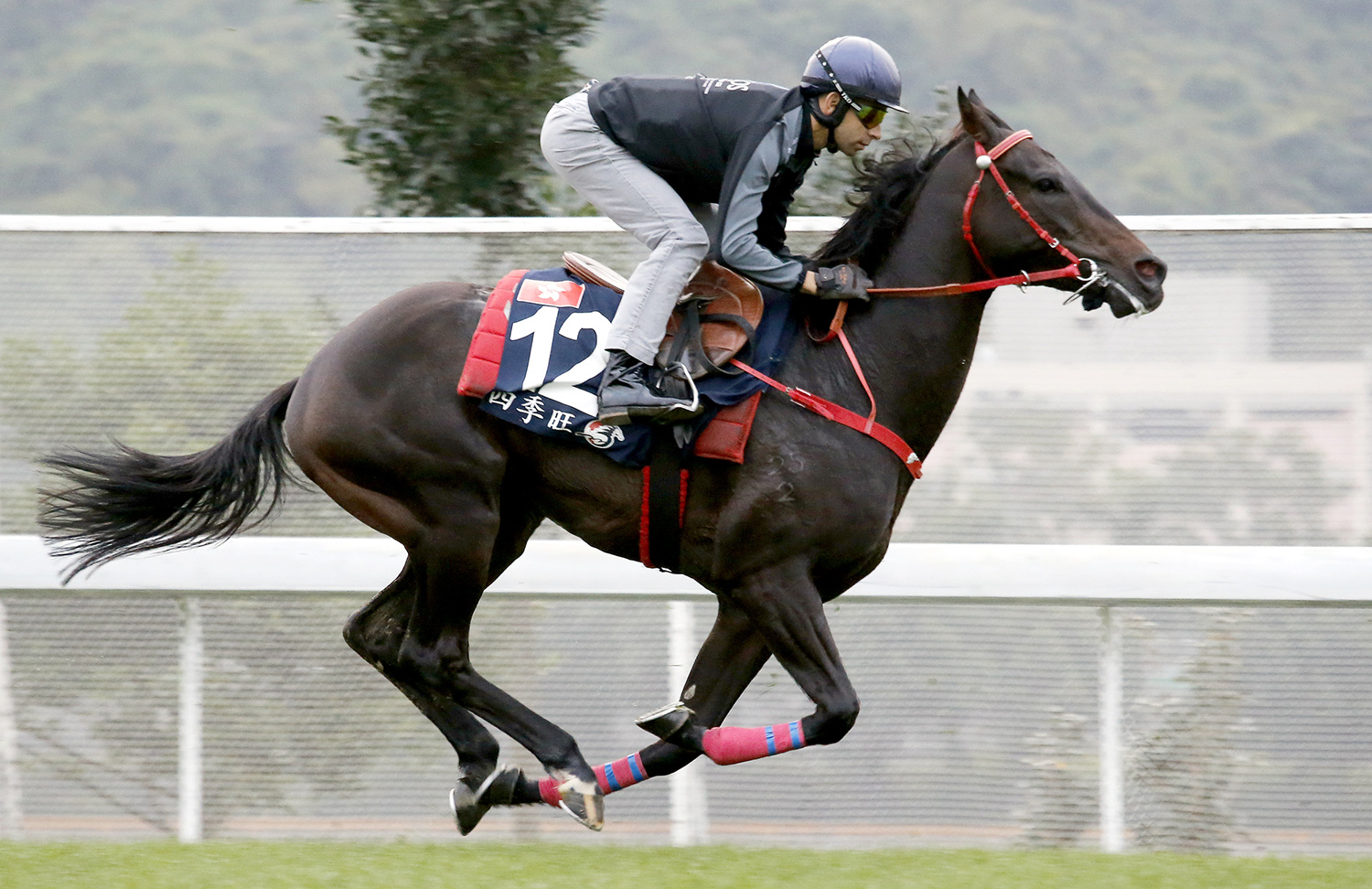 Seasons Bloom trains at Sha Tin in December 2017