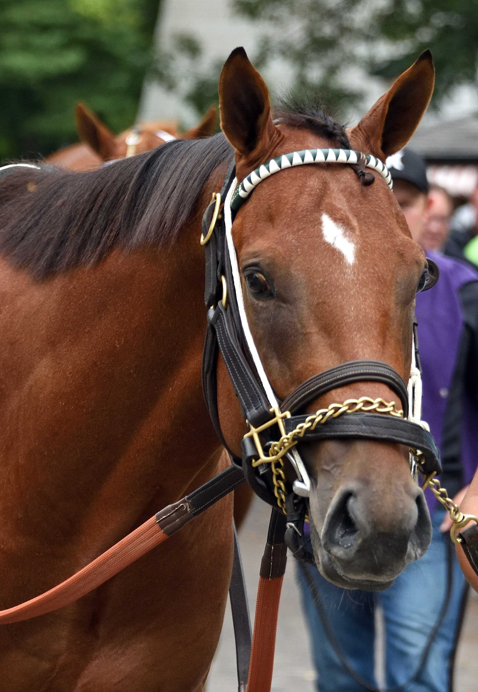 Secret Rules looks to get back in the winner's circle in Sunday's feature at Aqueduct.