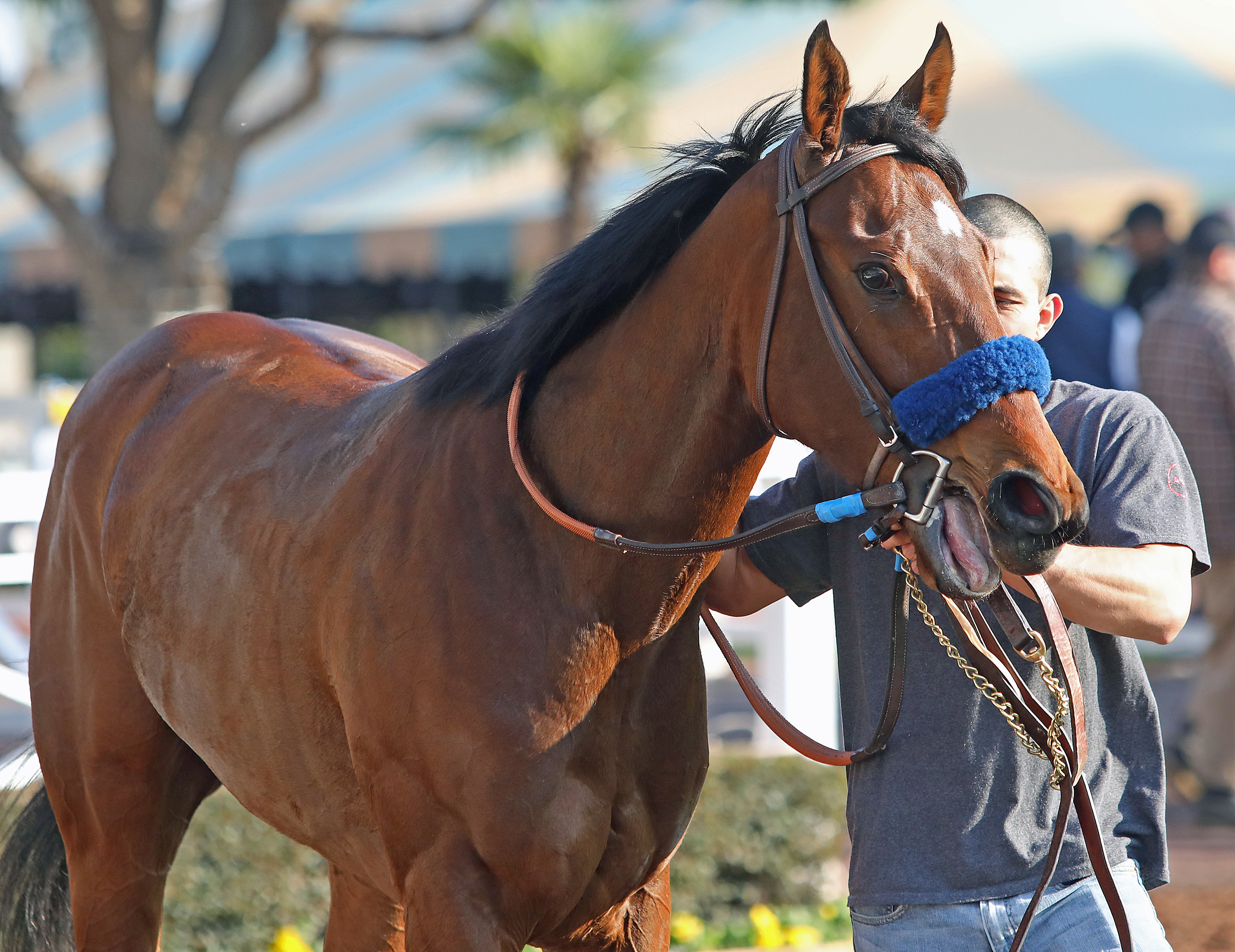 Secret Square, Del Mar