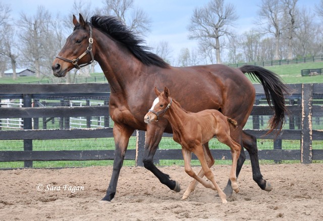 Secret Heart and foal