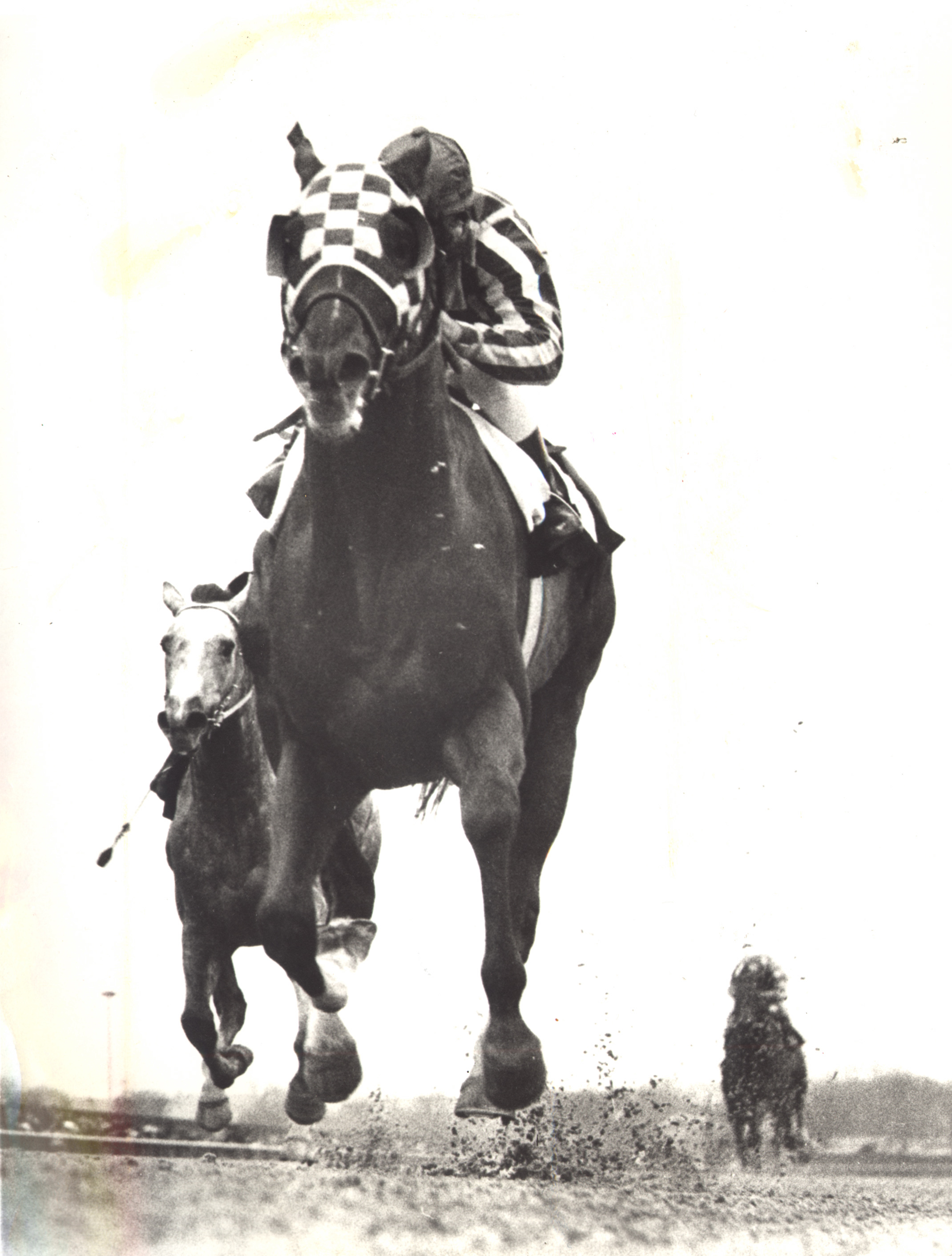 Secretariat in Gotham