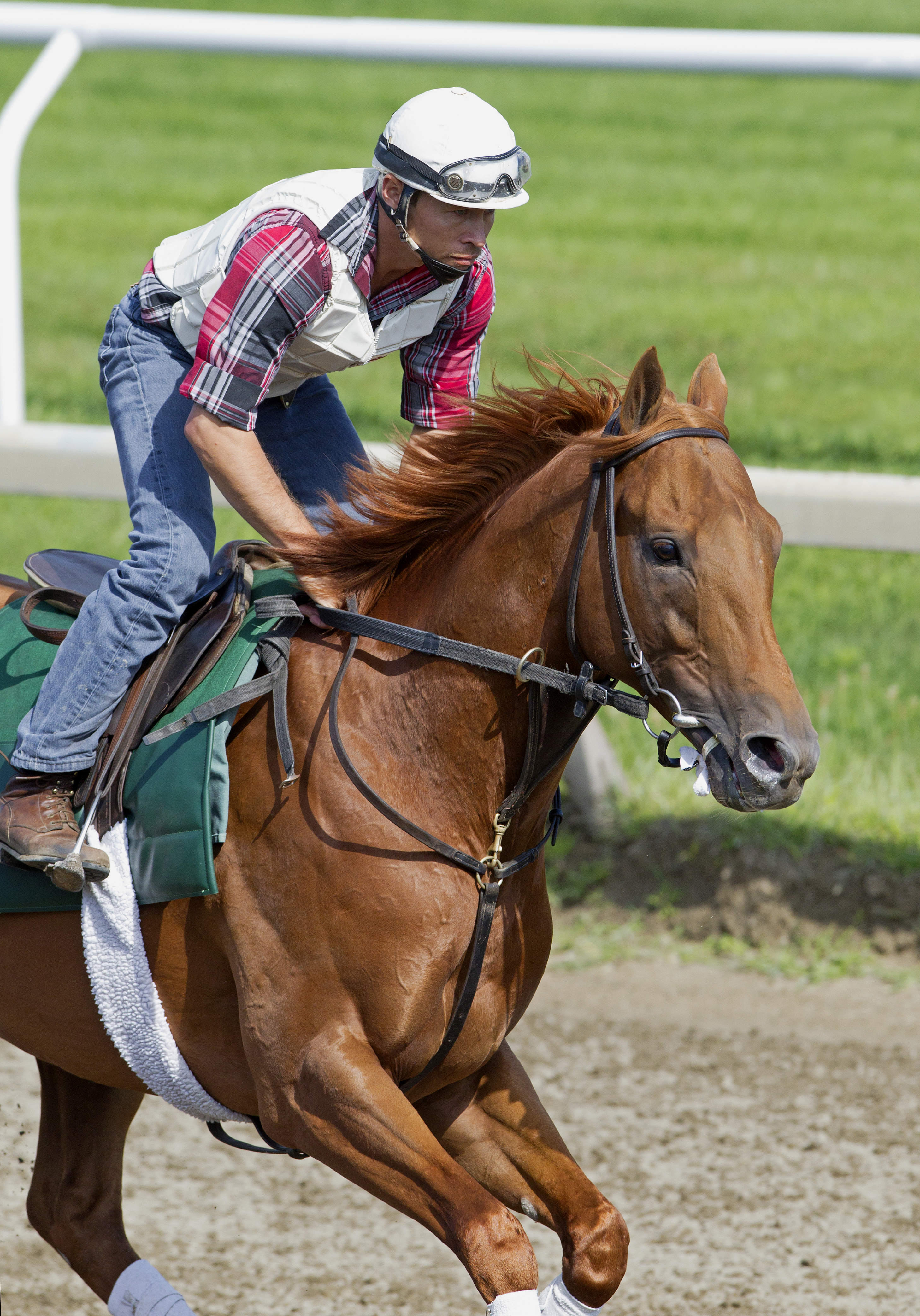 Seek Again trains at Saratoga