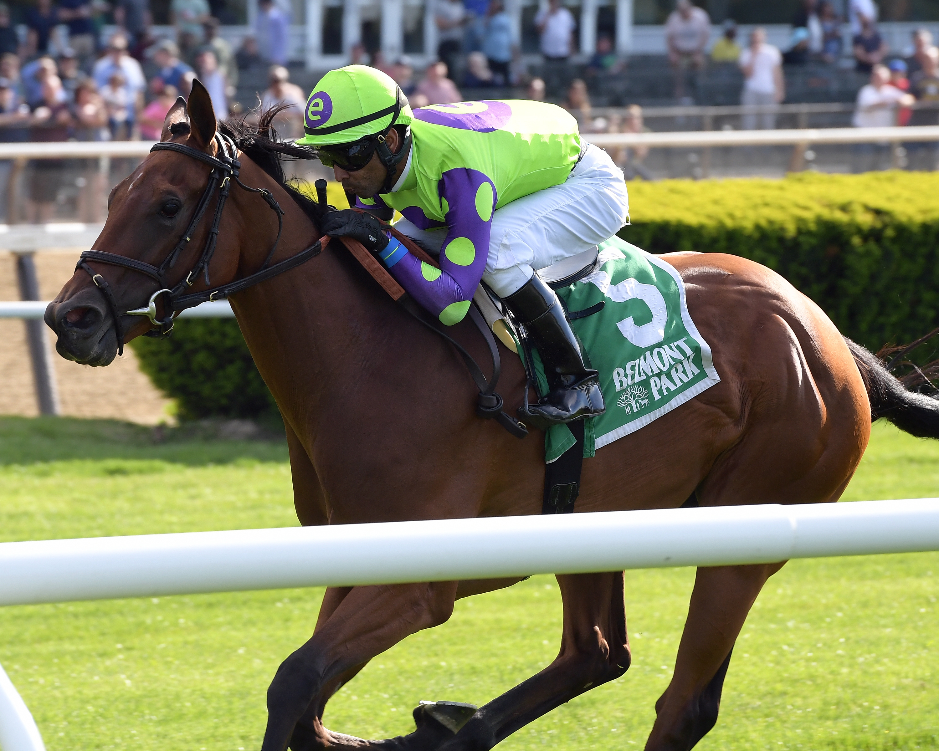 Seek and Destroy wins the 2019 Soaring Softly Stakes