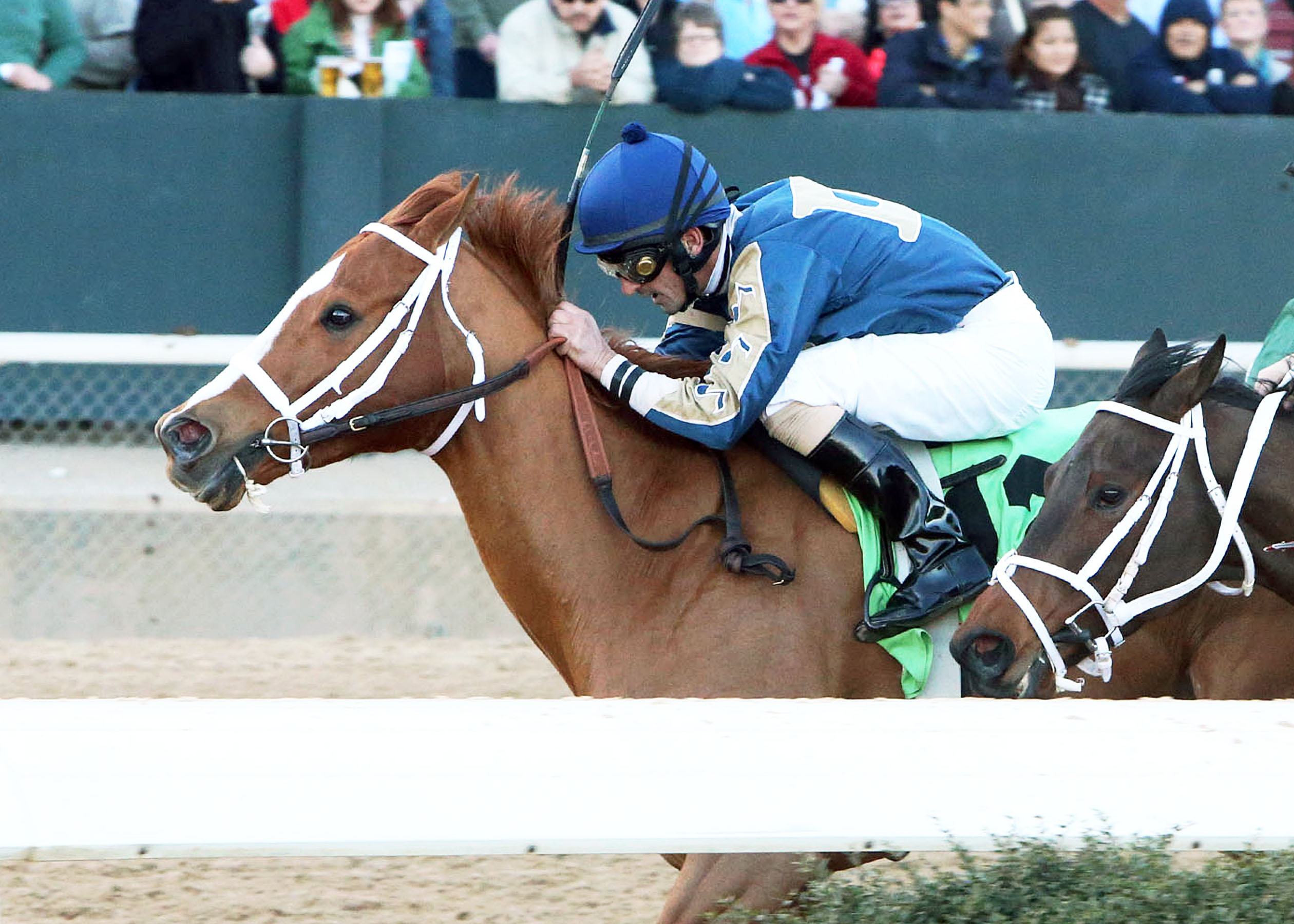 Seeking Ms Shelley, Spring Fever Stakes