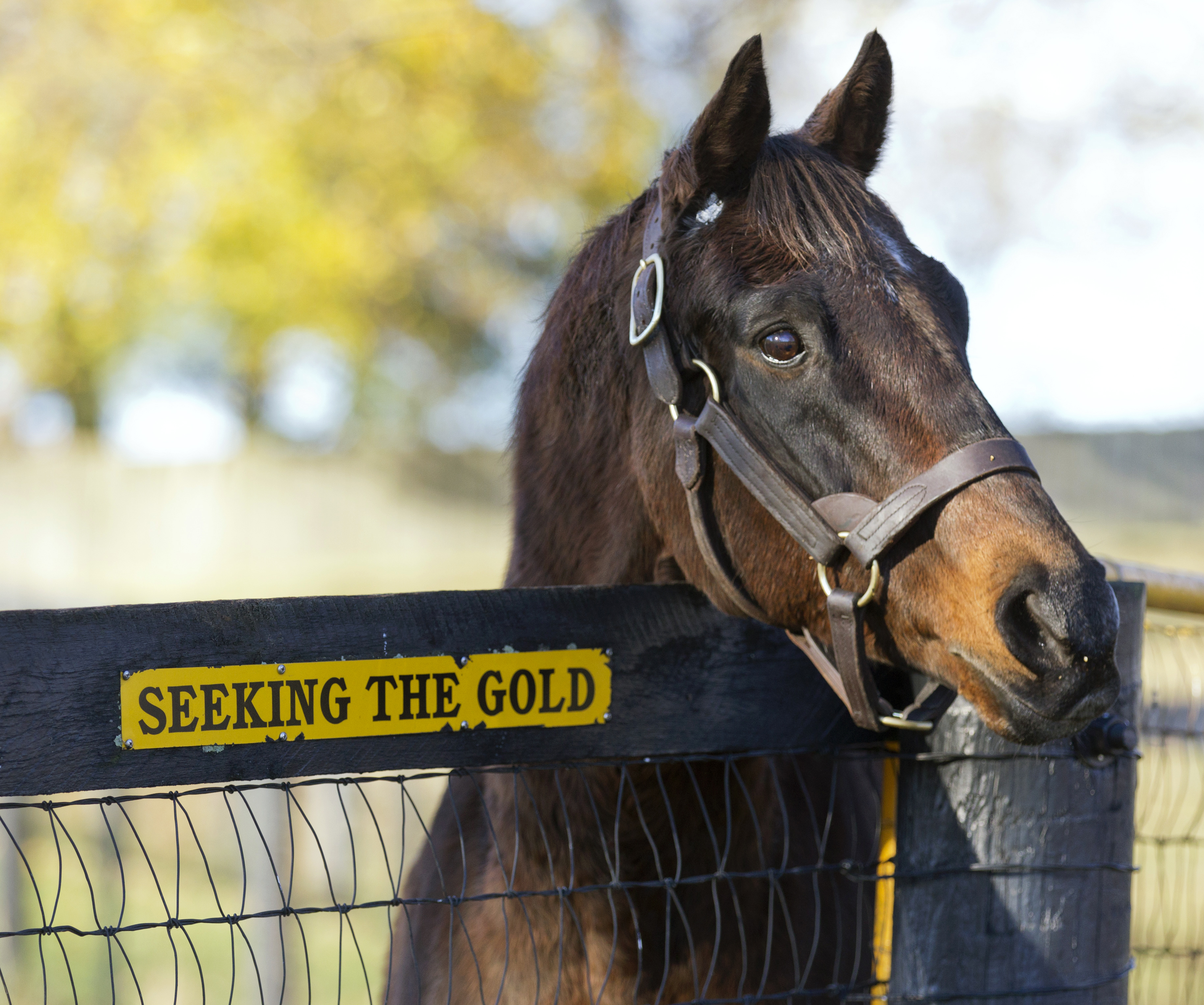 Seeking the Gold