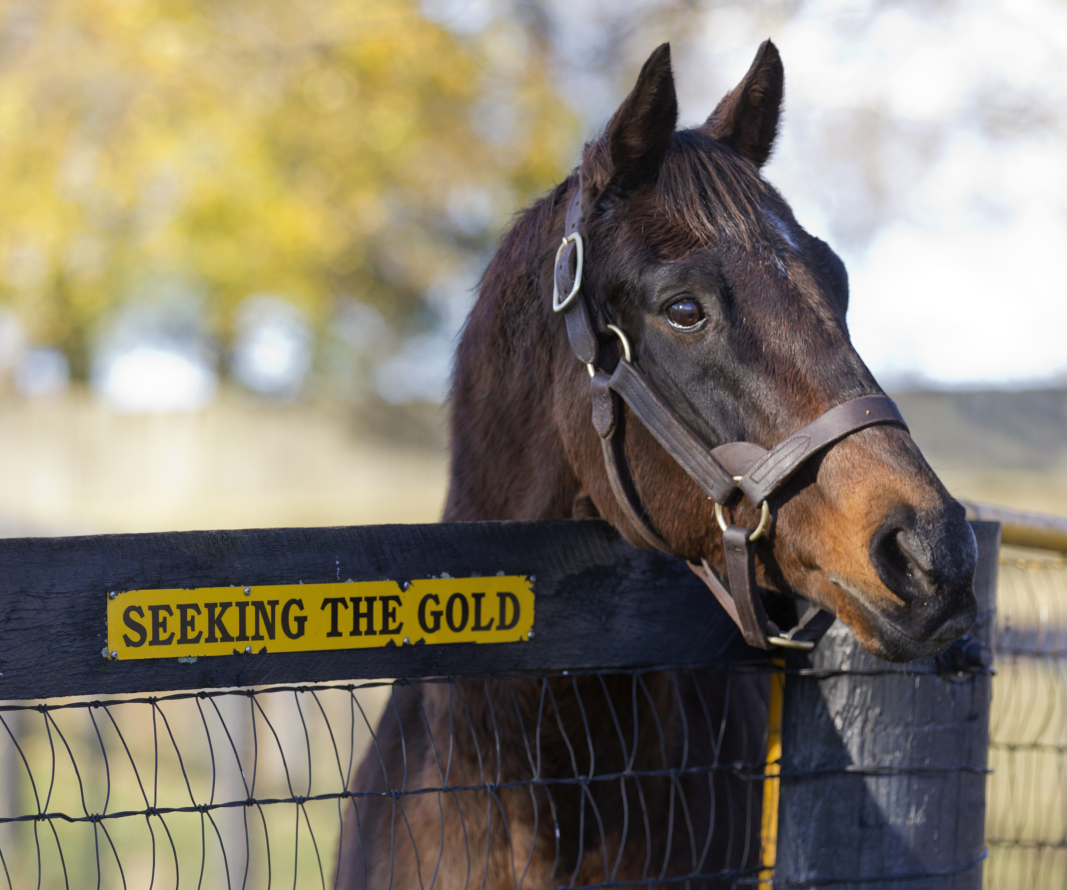 Seeking the Gold