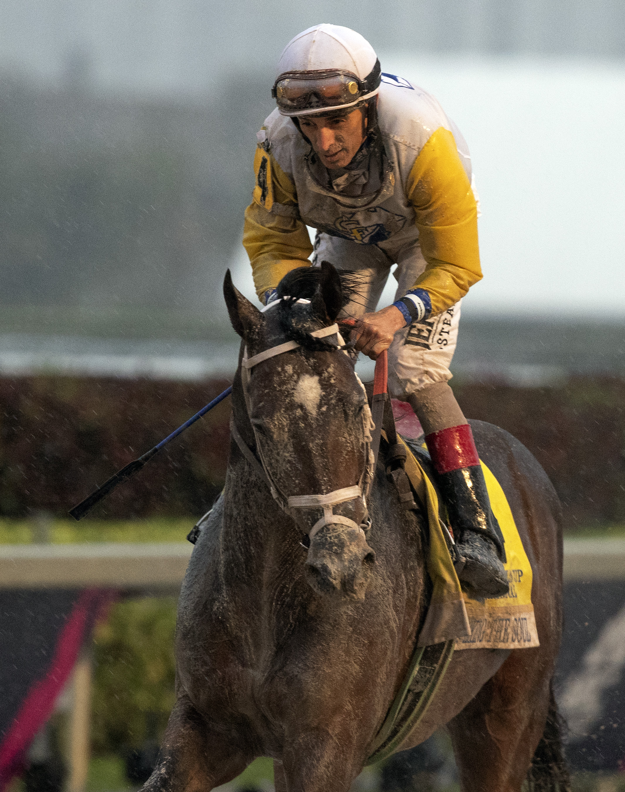 Seeking the Soul runner-up in 2019 Pegasus