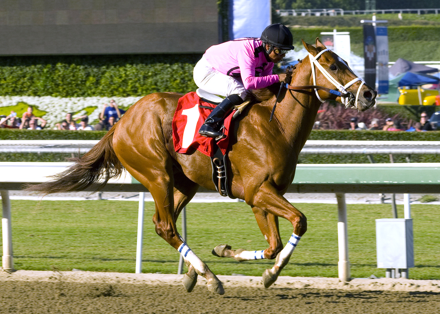 Senor Rain, 2011 allowance race