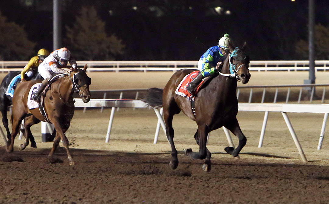 Senor Buscador wins the 2020 Springboard Mile at Remington