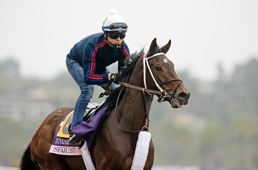 Sequist trains at Del Mar for the Breeders' Cup in November 2021