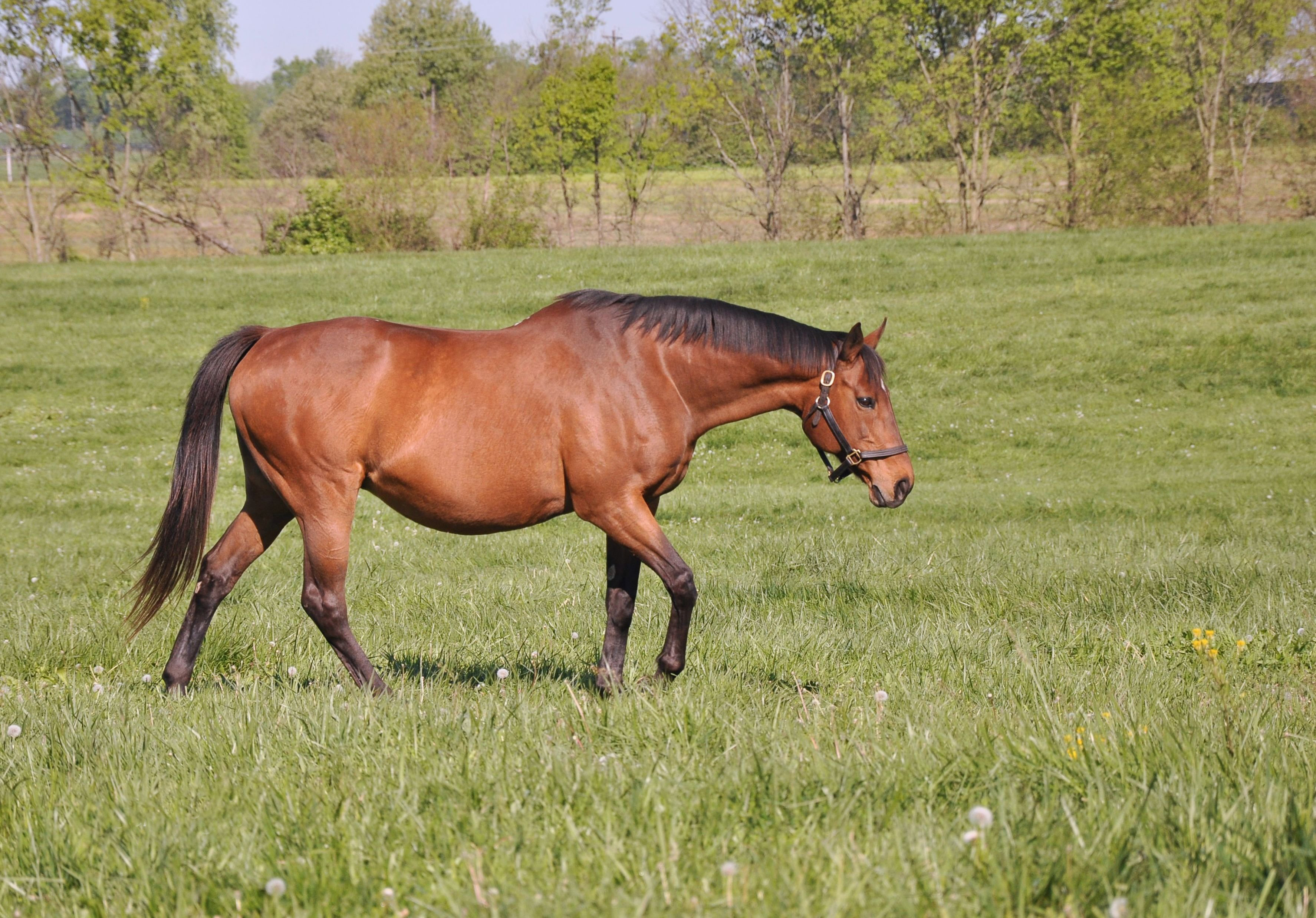 Serena's Song (horse) - American Classic Pedigrees