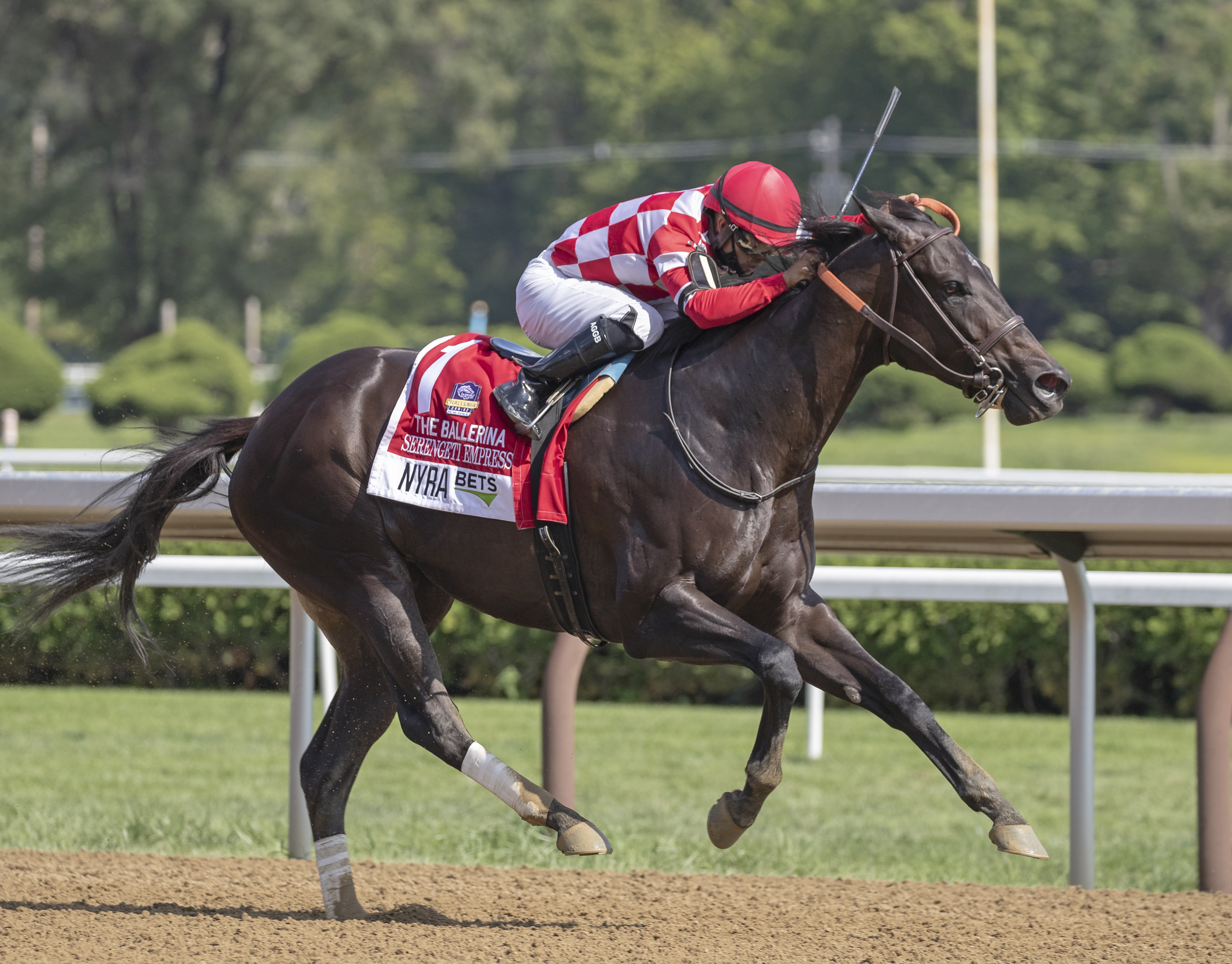 Serengeti Empress/Ballerina