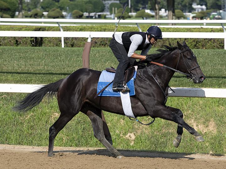Serengeti Empress trains at Saratoga Race Course on July 14