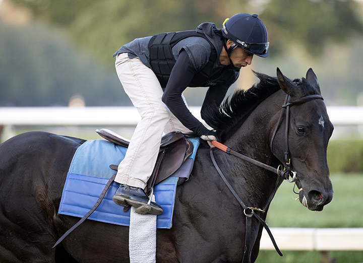 Seregeti Empress trains at Saratoga Race Course on Aug. 1