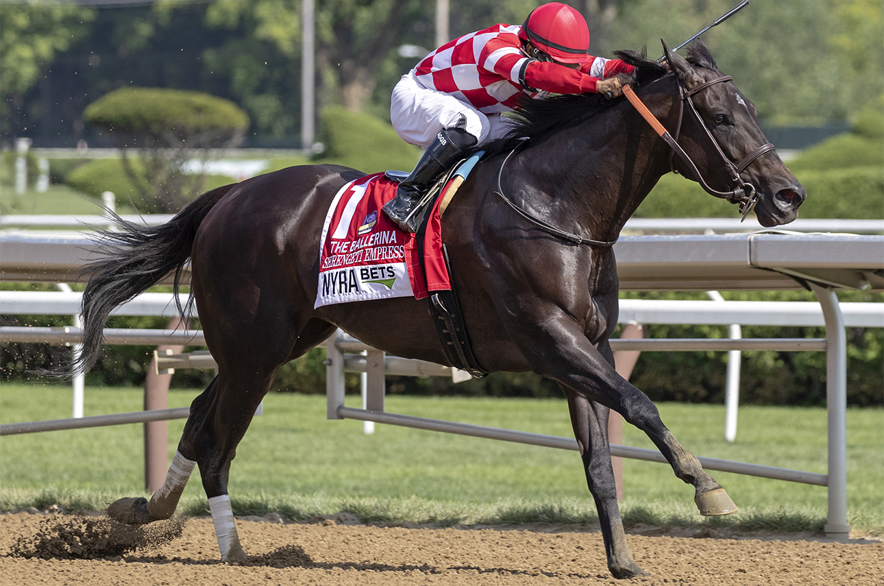ECLIPSE older dirt female Serengeti Empress