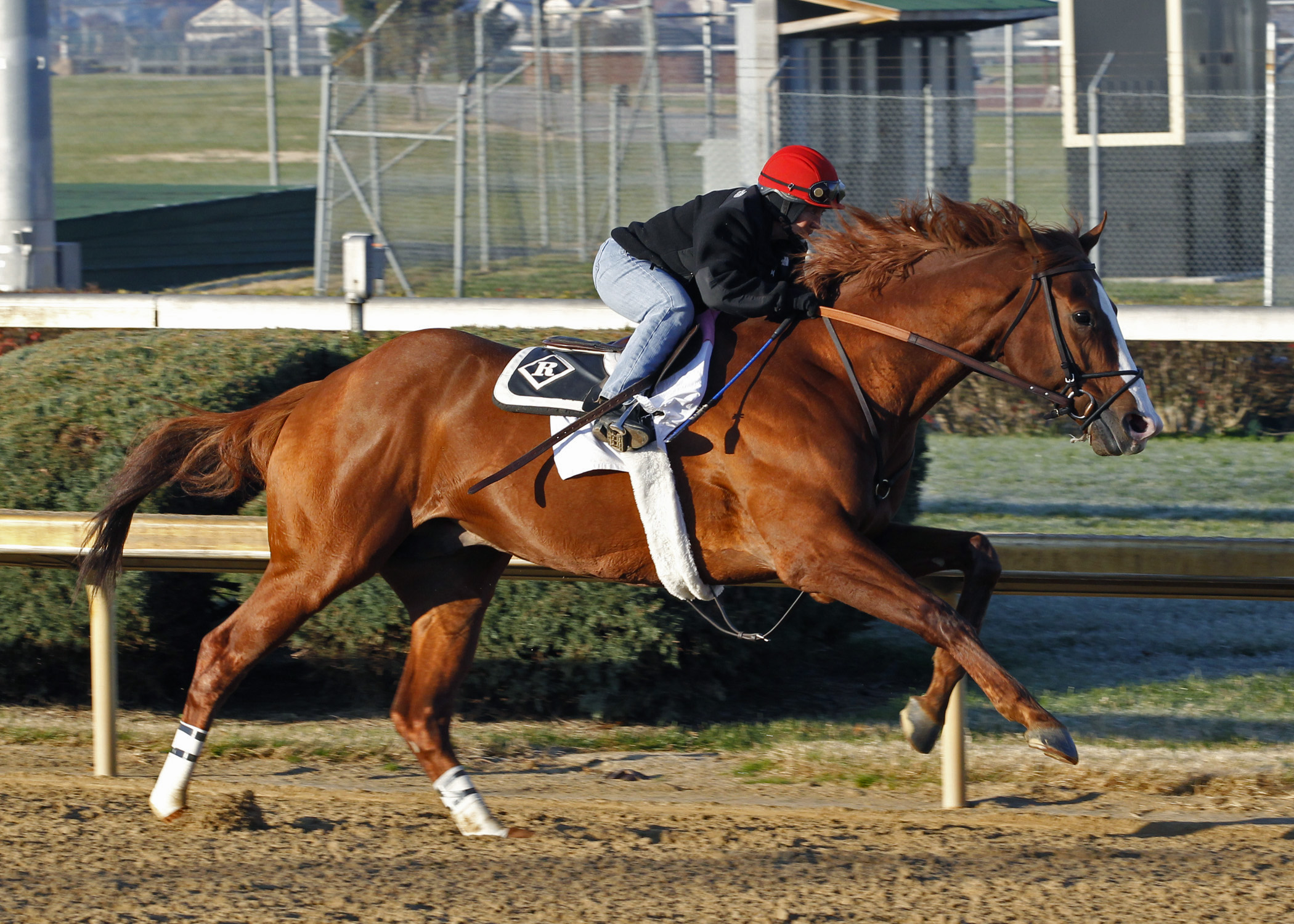 Shackleford workout, Nov. 17, 2012 at Churchill