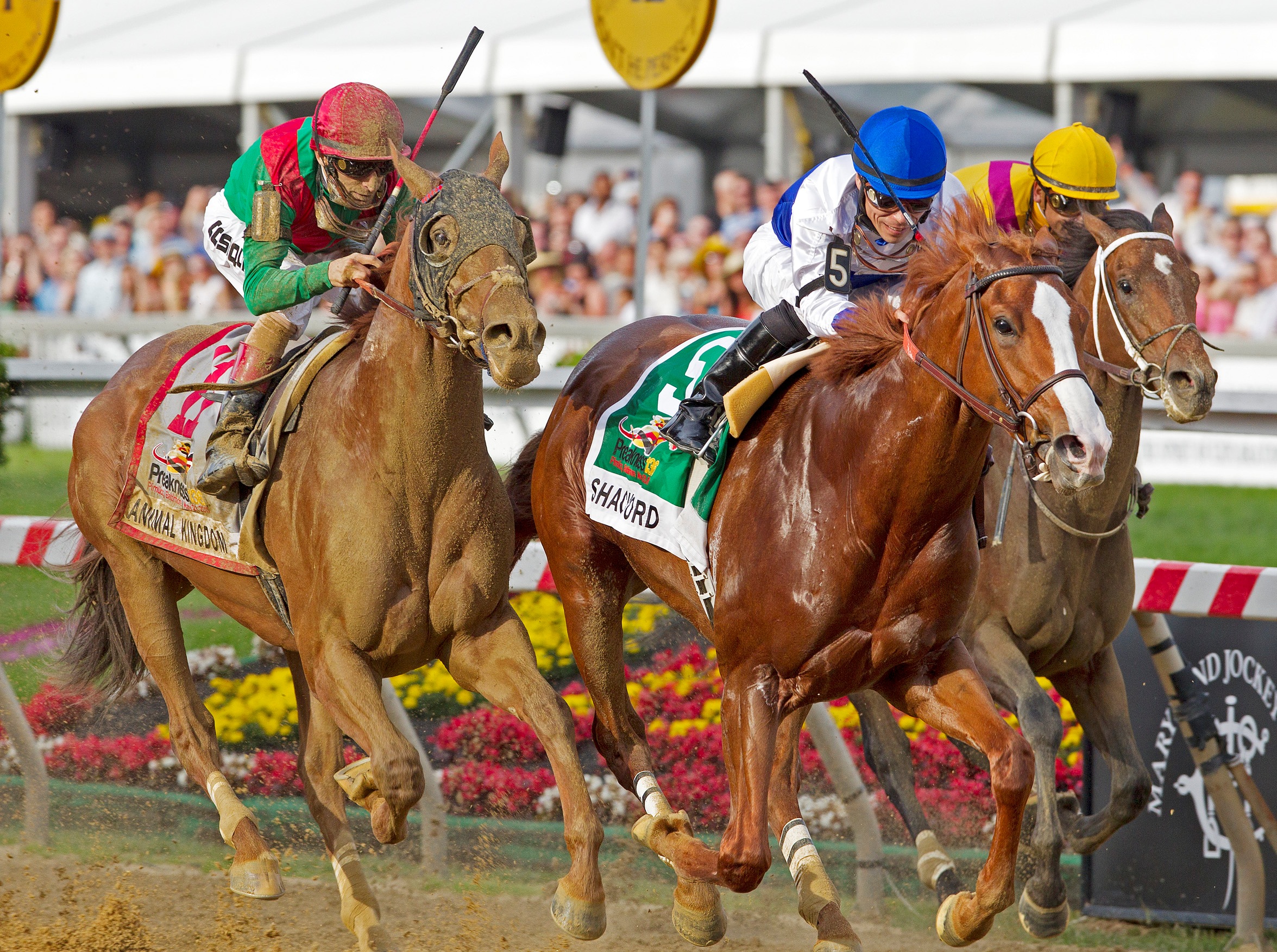 Preakness Stakes winner Shackleford ends Animal Kingdom's bid for