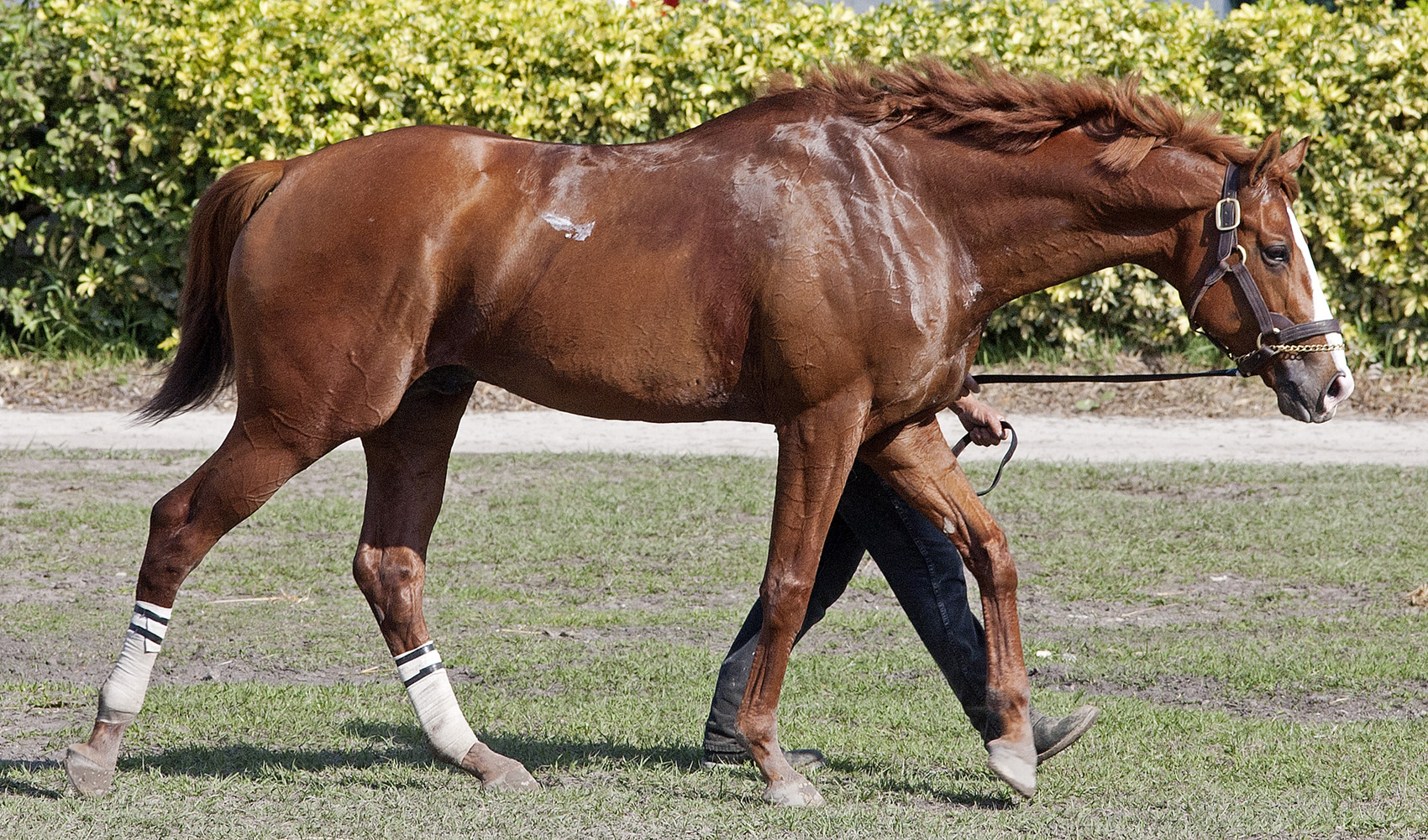 Shackleford
